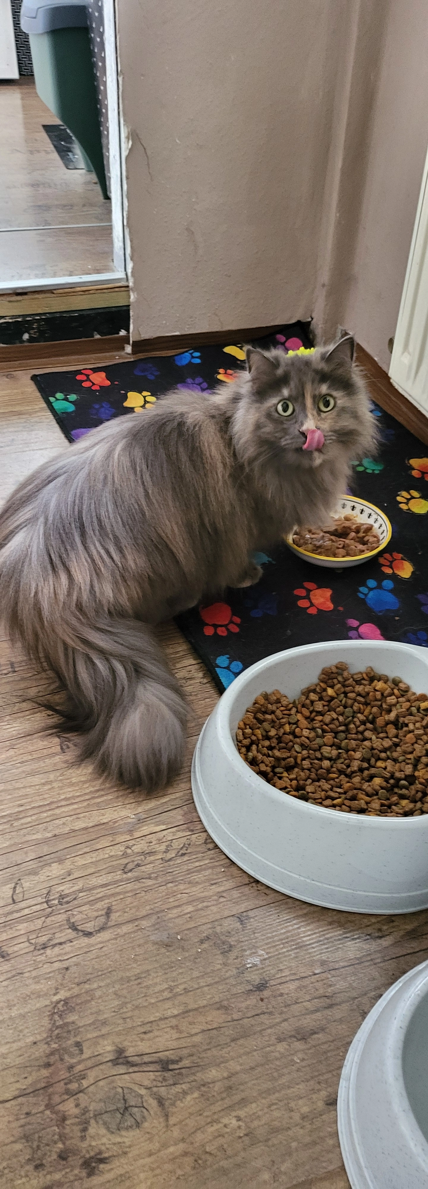 Lilly - Am Rahmenberg, Hainichen