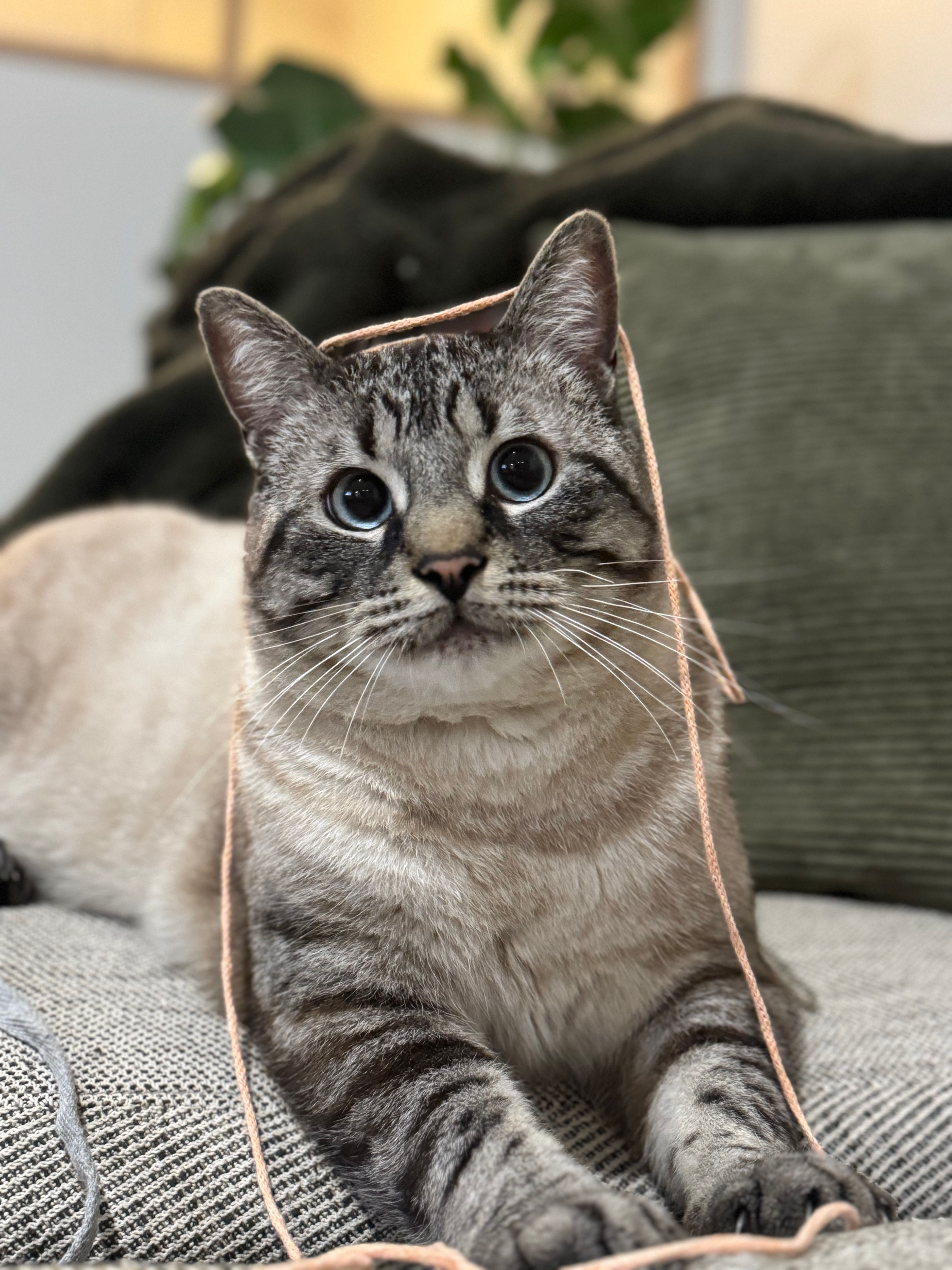 Wagner  - 85 Route de la Rive, La Barre-de-Monts