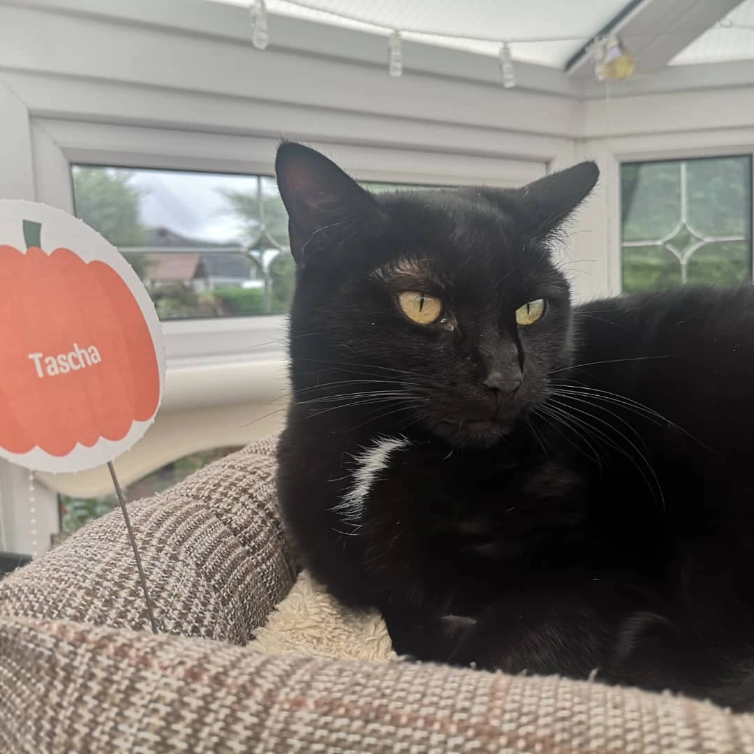 Tascha - DL8 5, Leyburn