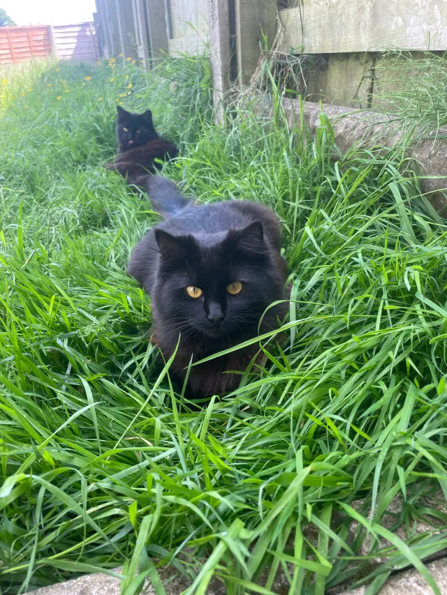 Boo - Orchard Avenue, Preston