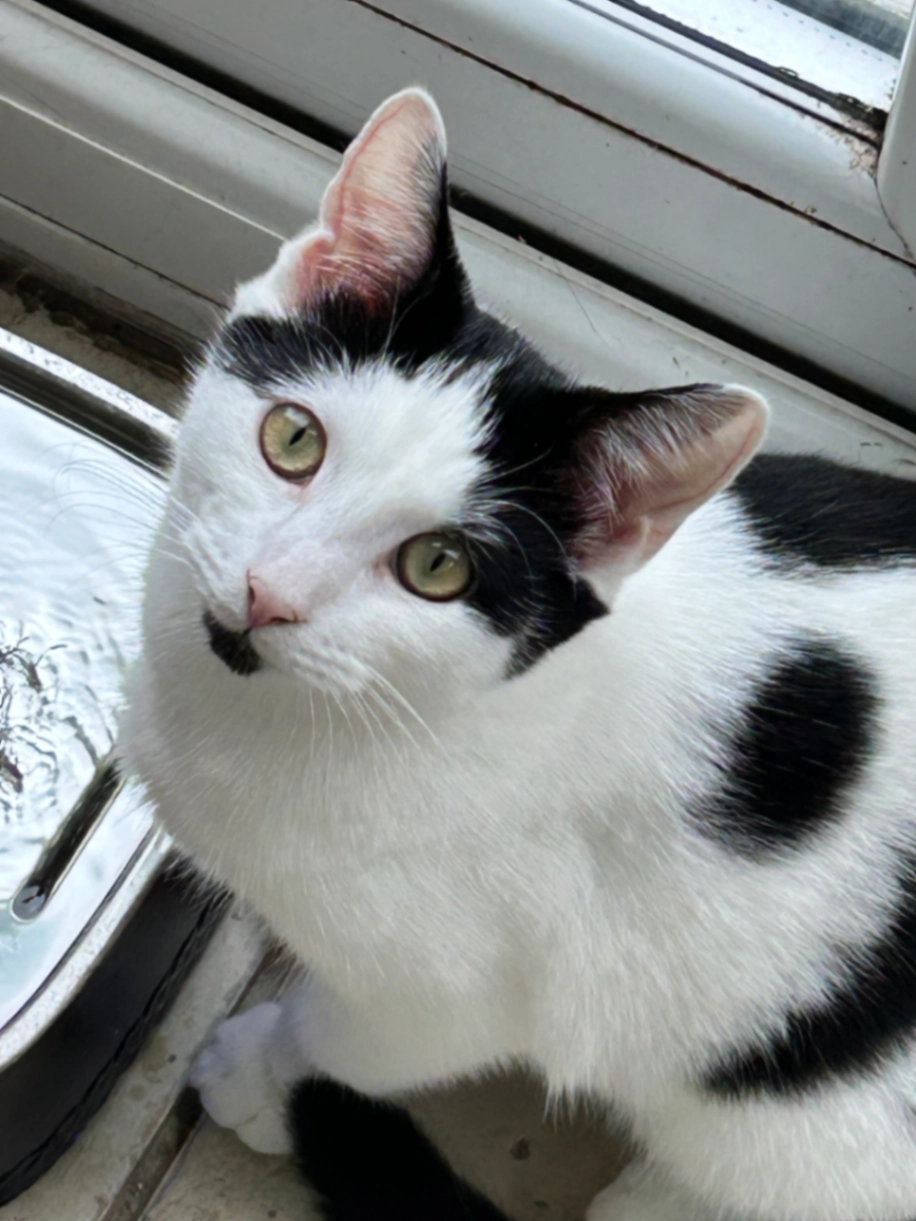 Freyya - Yelvertoft Road, Rugby