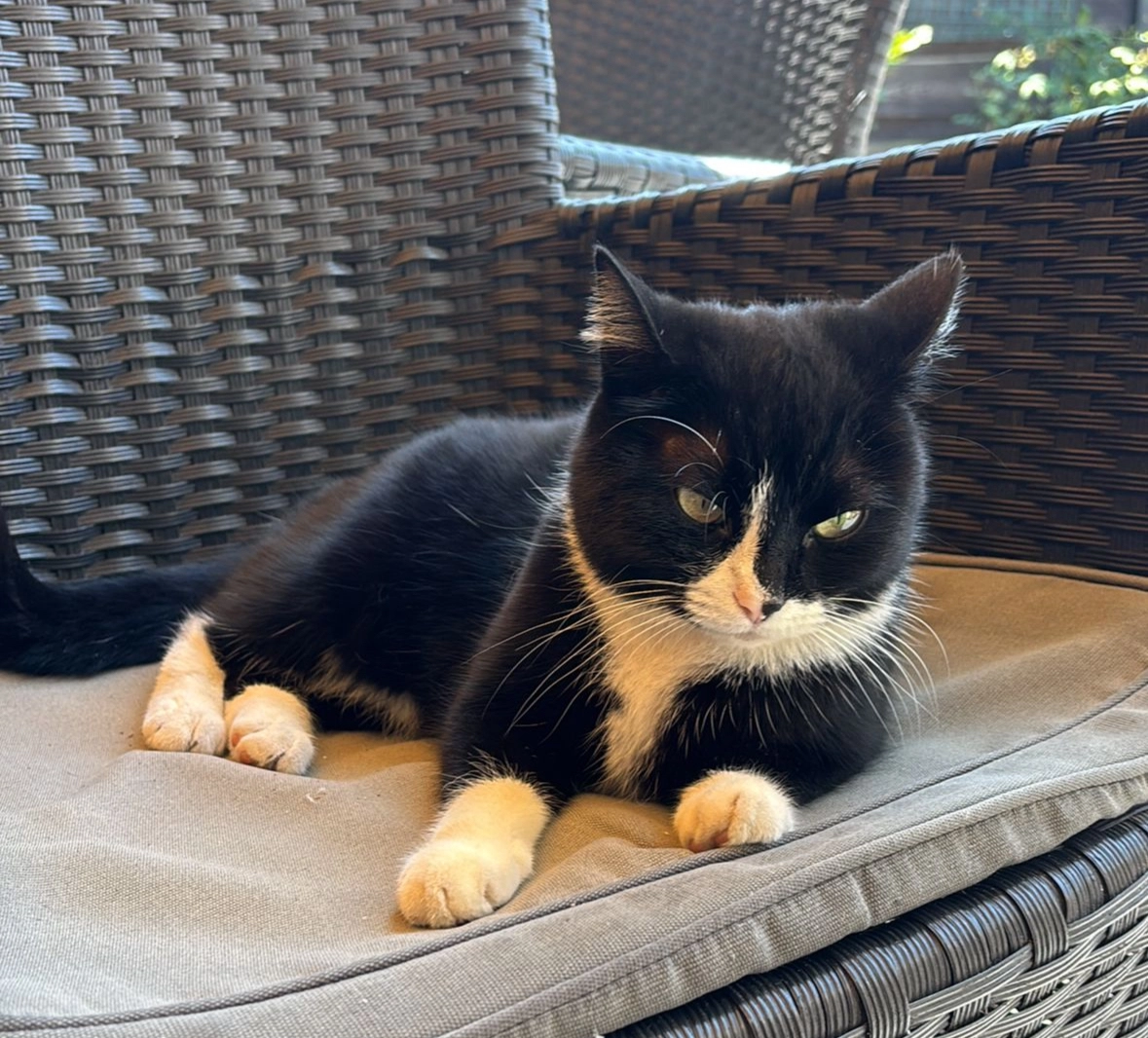 Poes - Ulsheggerweg, Lottum