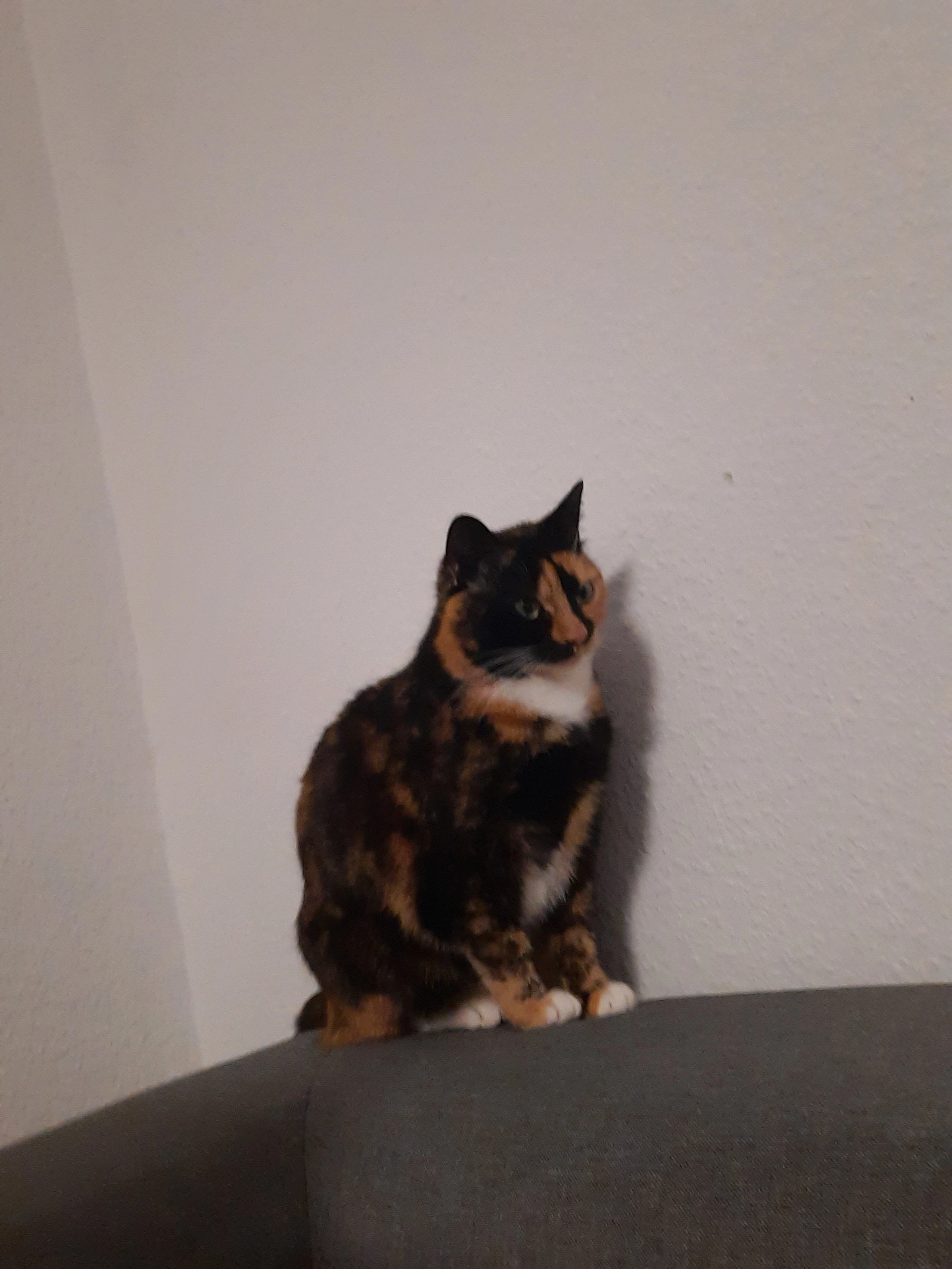 Billie - Wiedenhof, Waldbröl