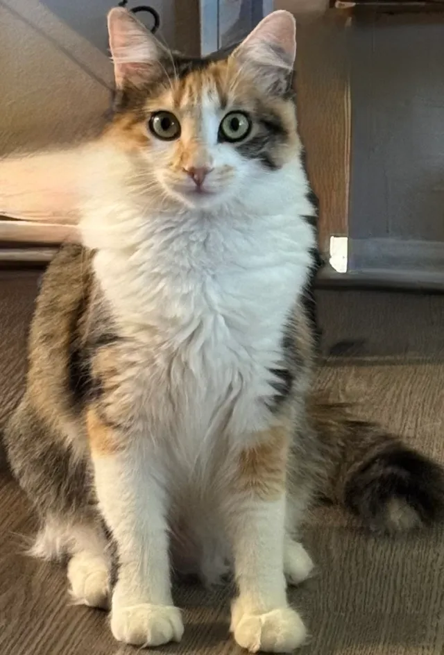 Piper - Spruce Avenue, Upland