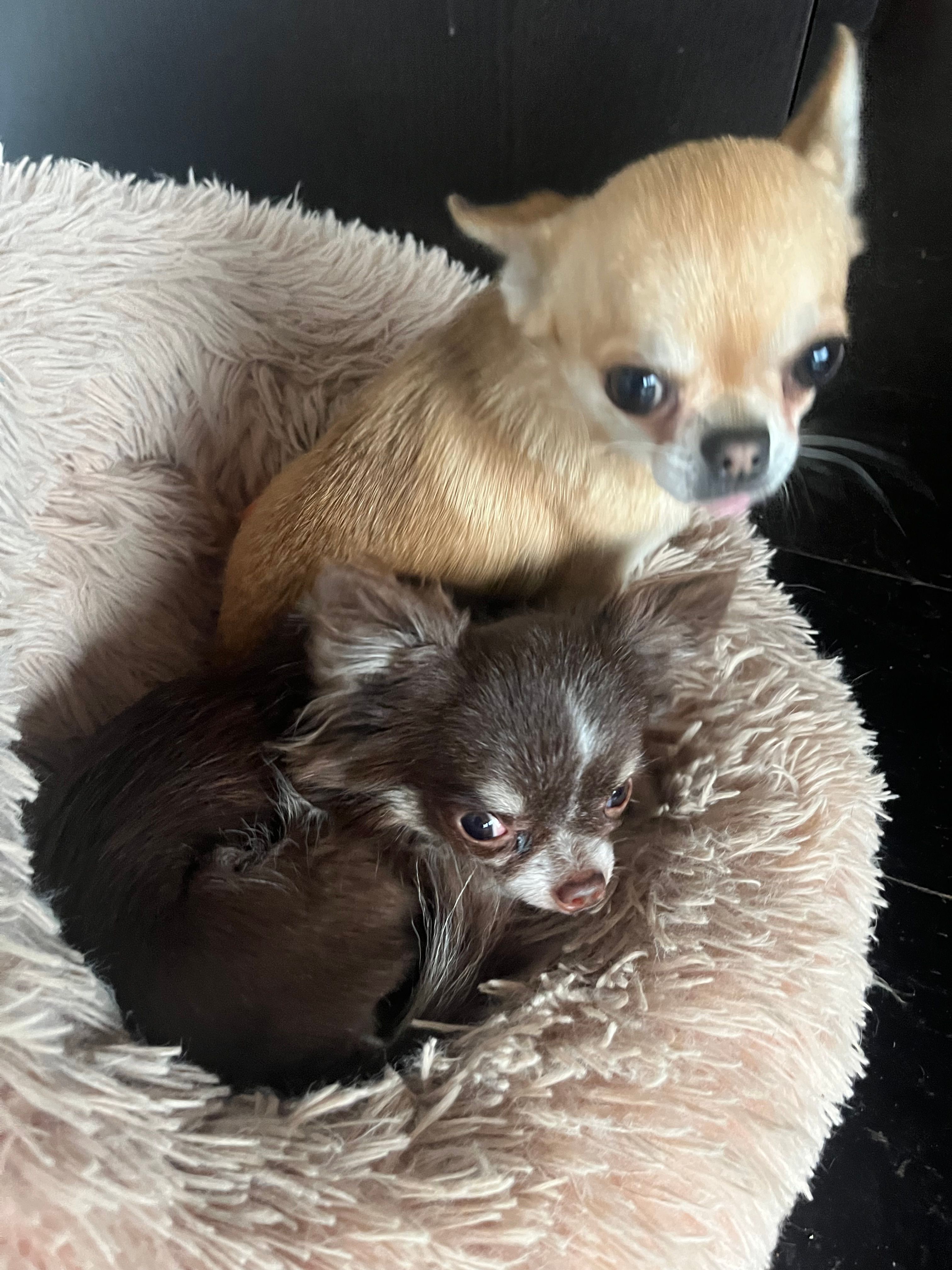 Bambi - Bruggestraat, Menen