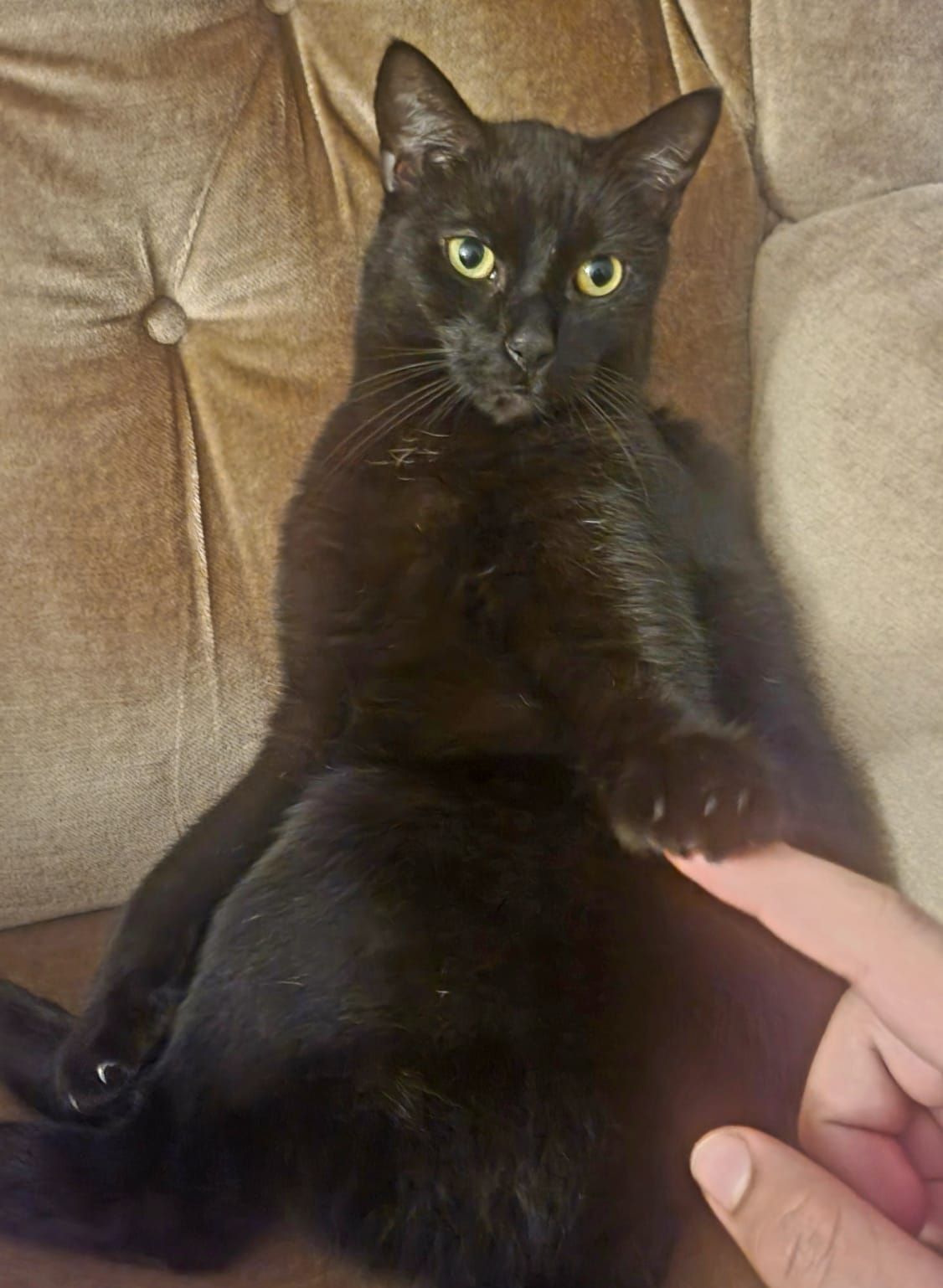 Fluffy - Bodelschwinghstraße 8, Weimar