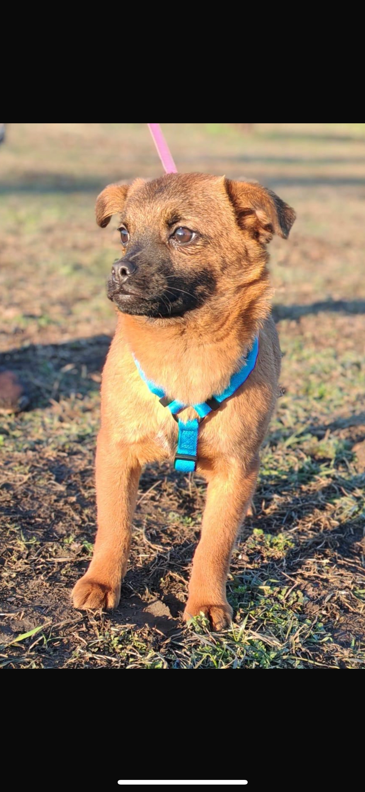 Chapo - Trungerstrasse, Bronschhofen