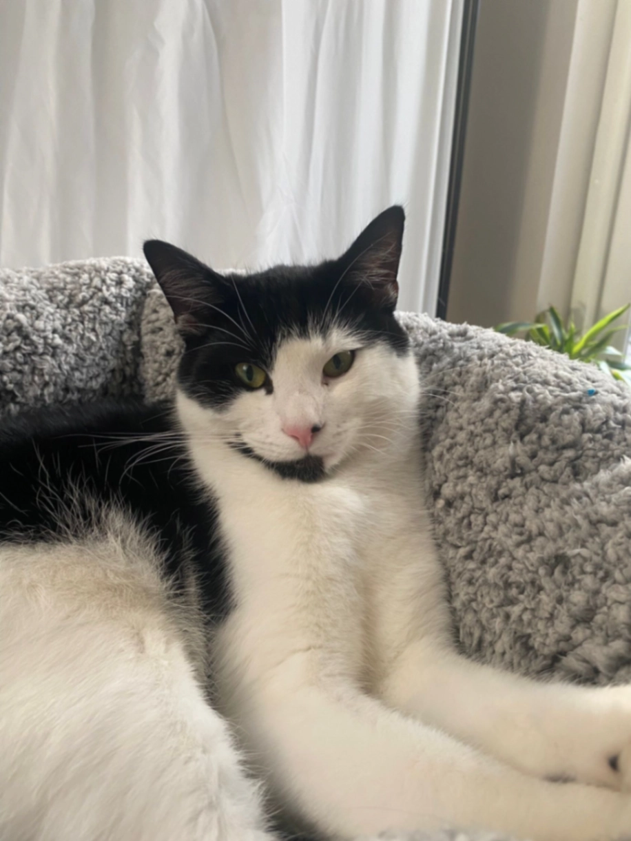 Teddy - Kingswood Road, London