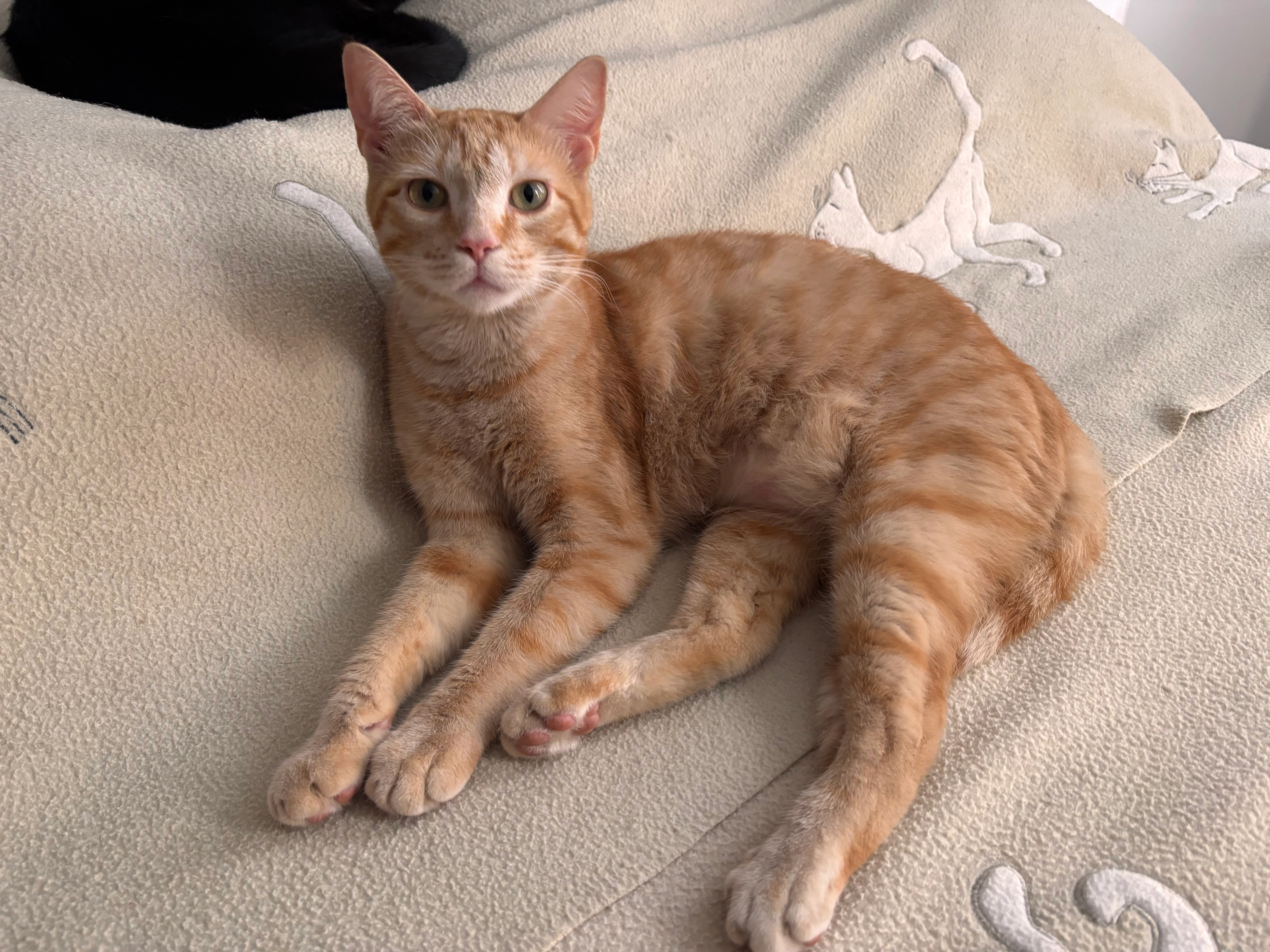 Winston - Rue de la Libération, Olette