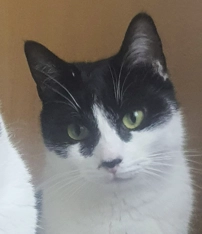 Panda  - Rue des Margalides, Labastidette