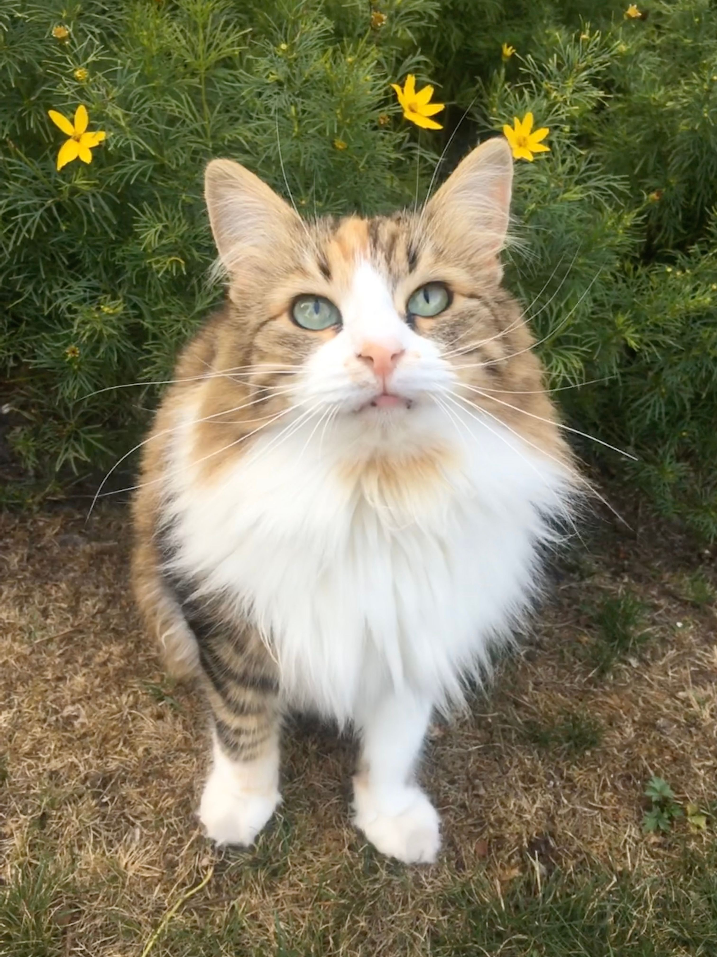 Masha - Holtwiese, Wiefelstede