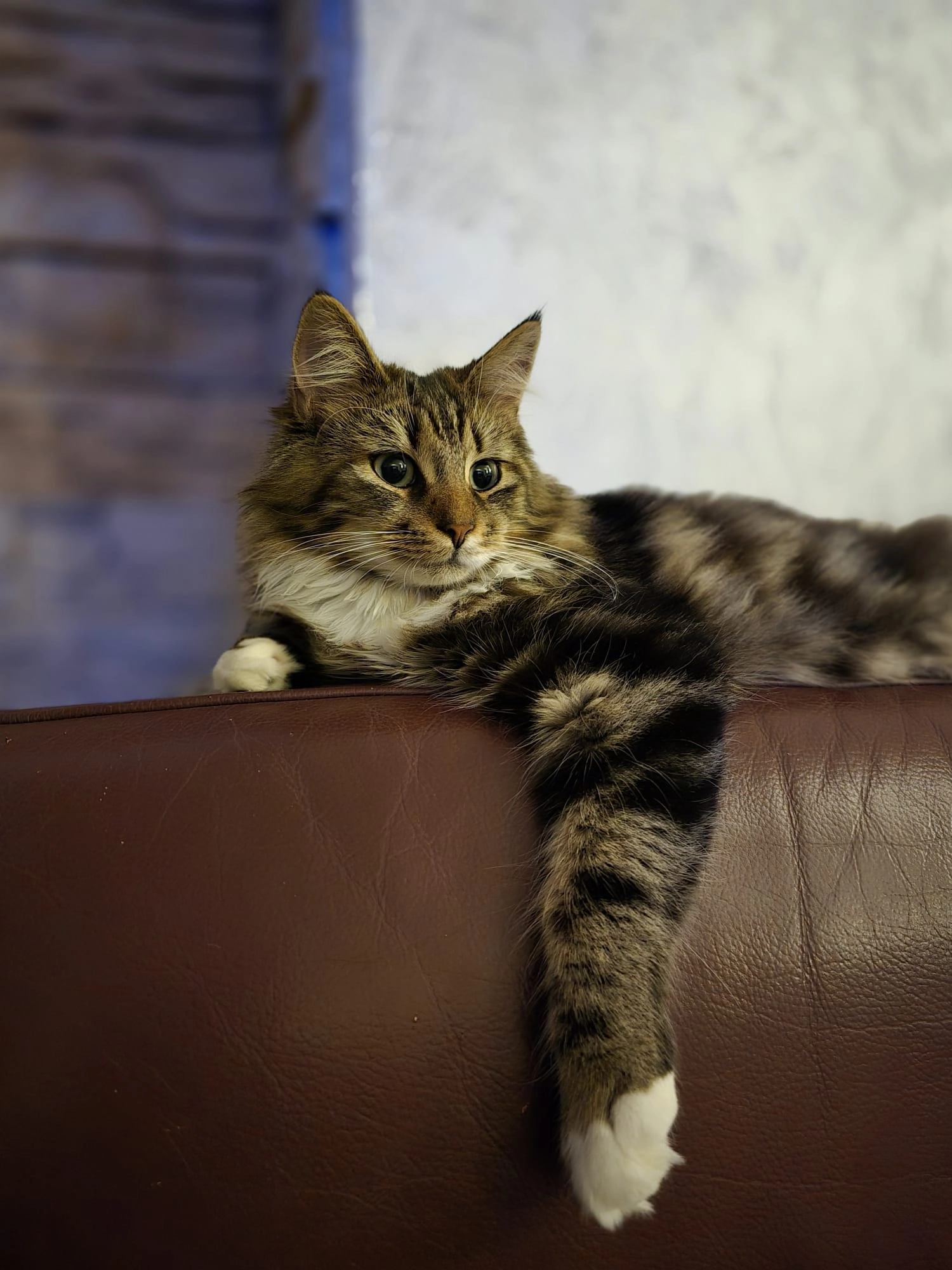 Charly  - Lerchenstraße, Langenburg