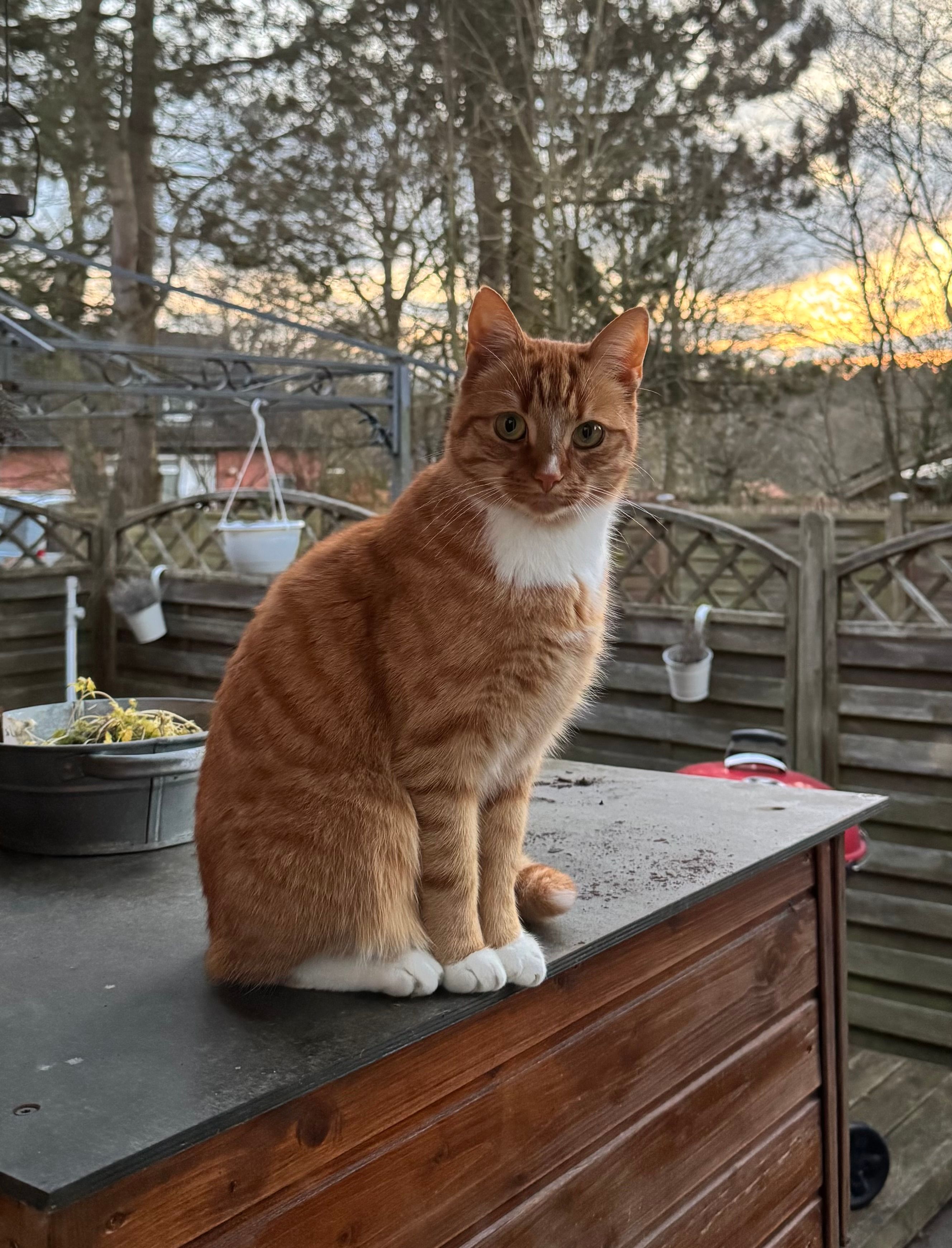 Loki - Im Auetal, Hanstedt