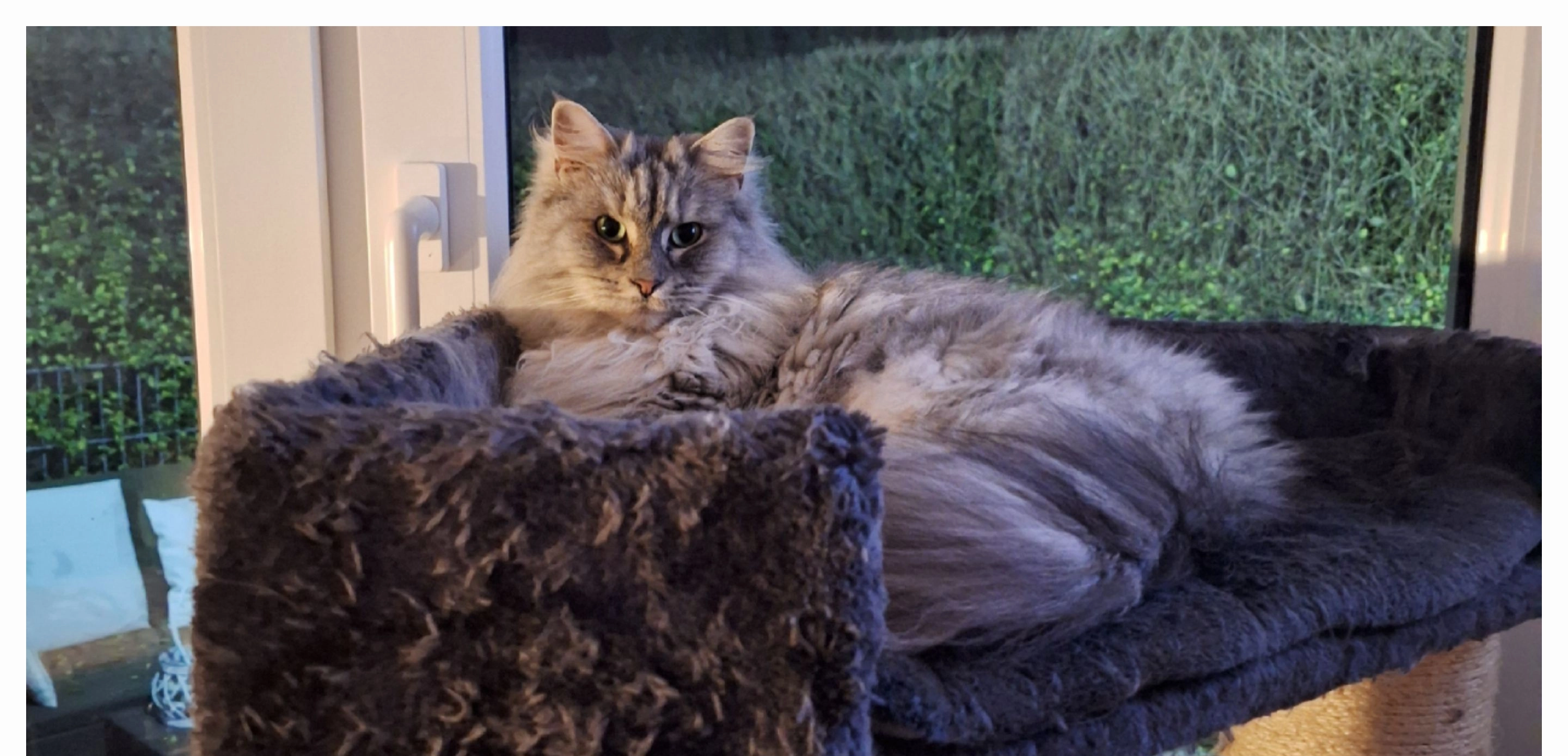 Neyla  - Zur Grünen Ecke, Leipzig