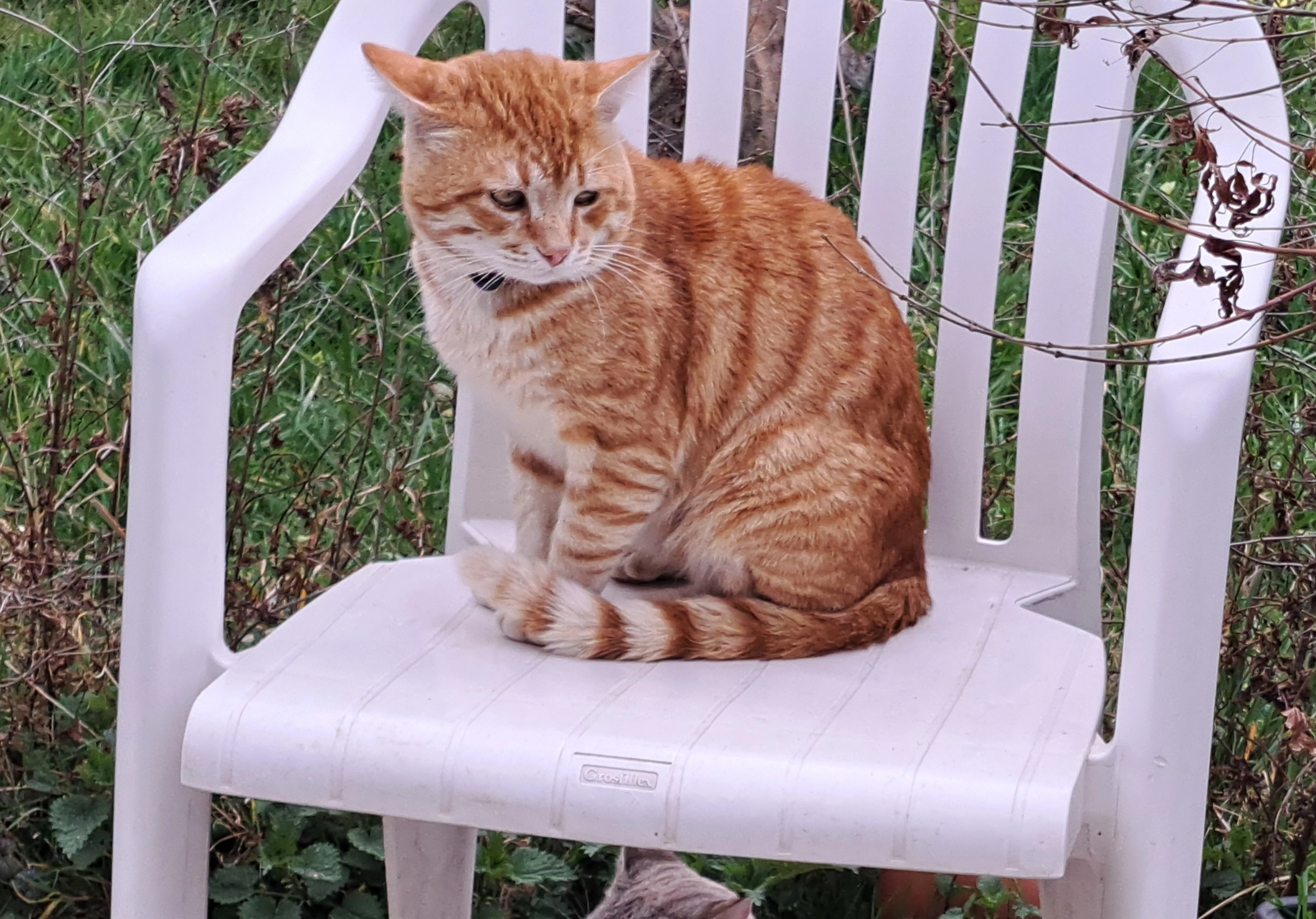 TOMY - Rue De Beaumont, Vauchamps