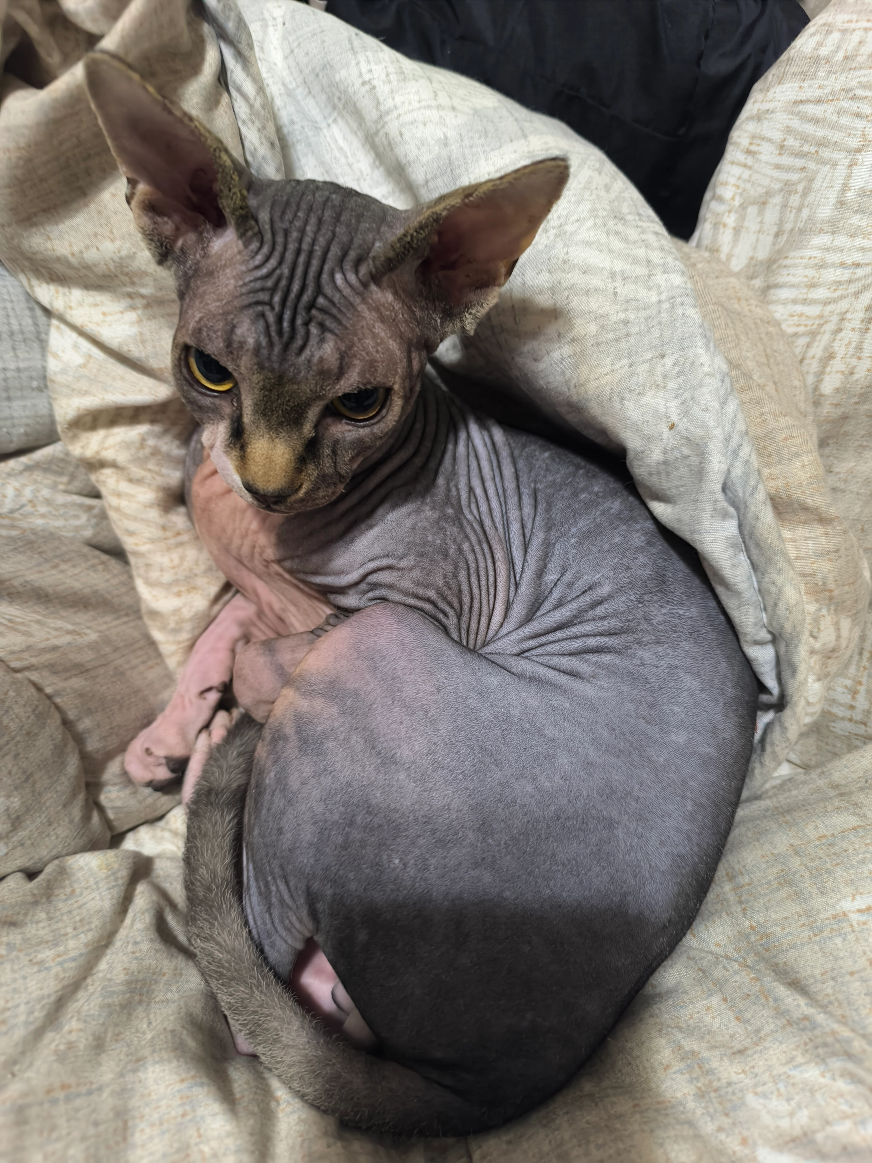 Bills - Passeig De Fabra I Puig, Barcelona