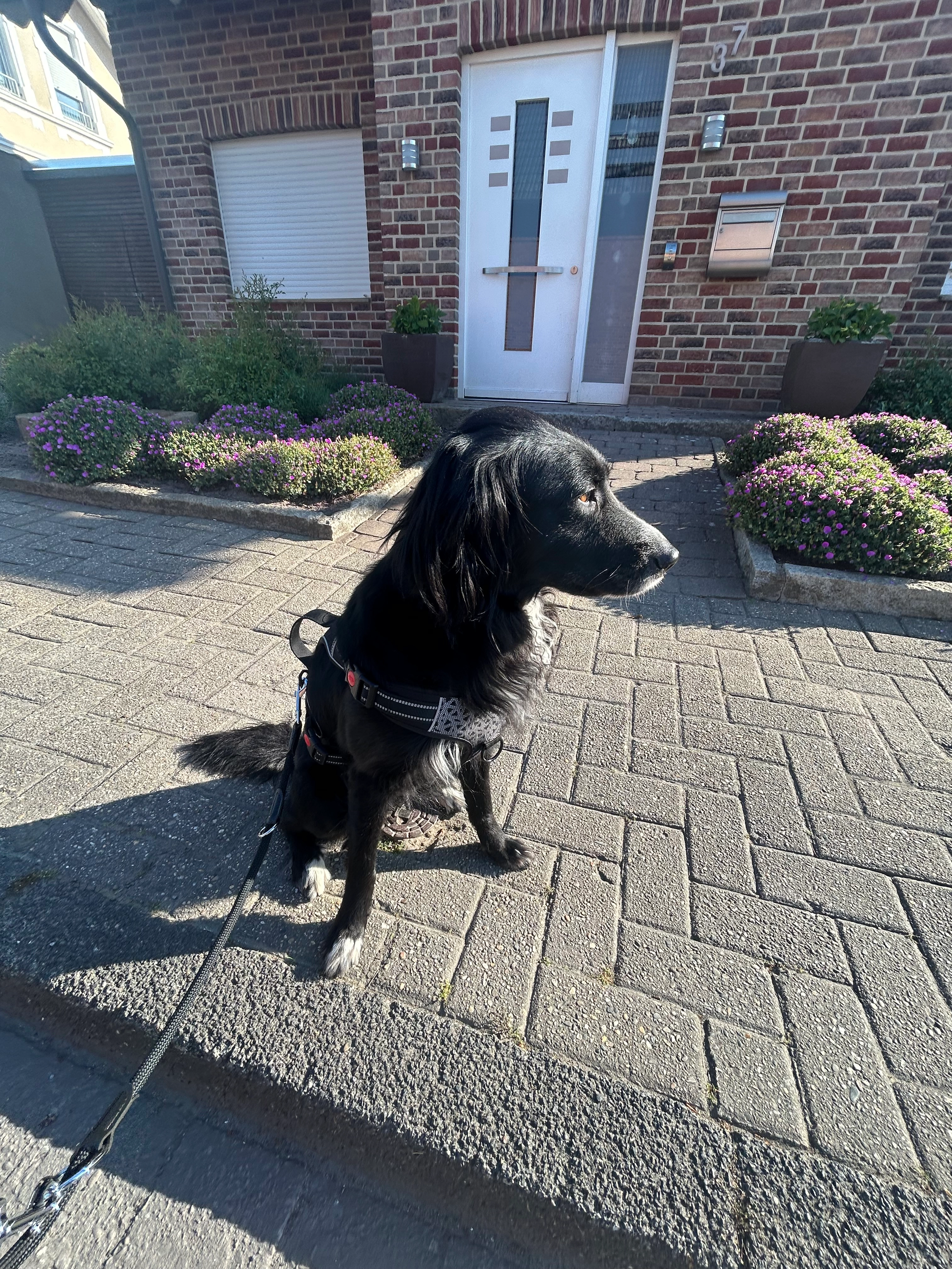 Bella - Münsterstraße, Greven