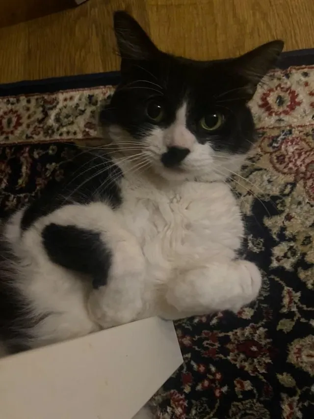 Oreo - NE8 4, Gateshead