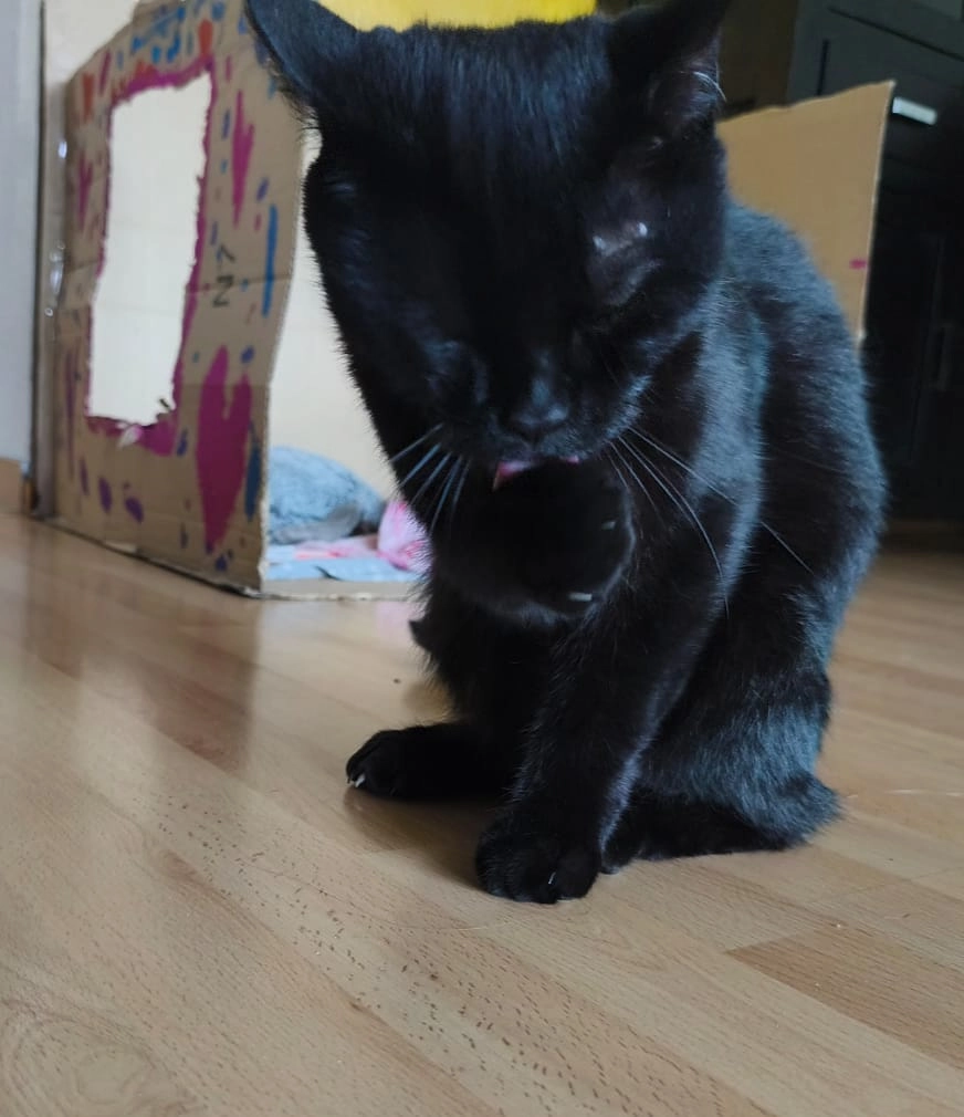 Puma  - Grellfeldtwiete, Bönningstedt