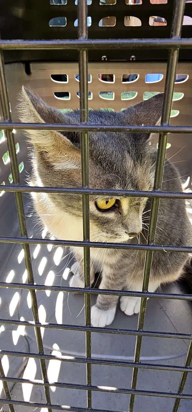 It's a FOUND KITTEN - N Resh St, Anaheim