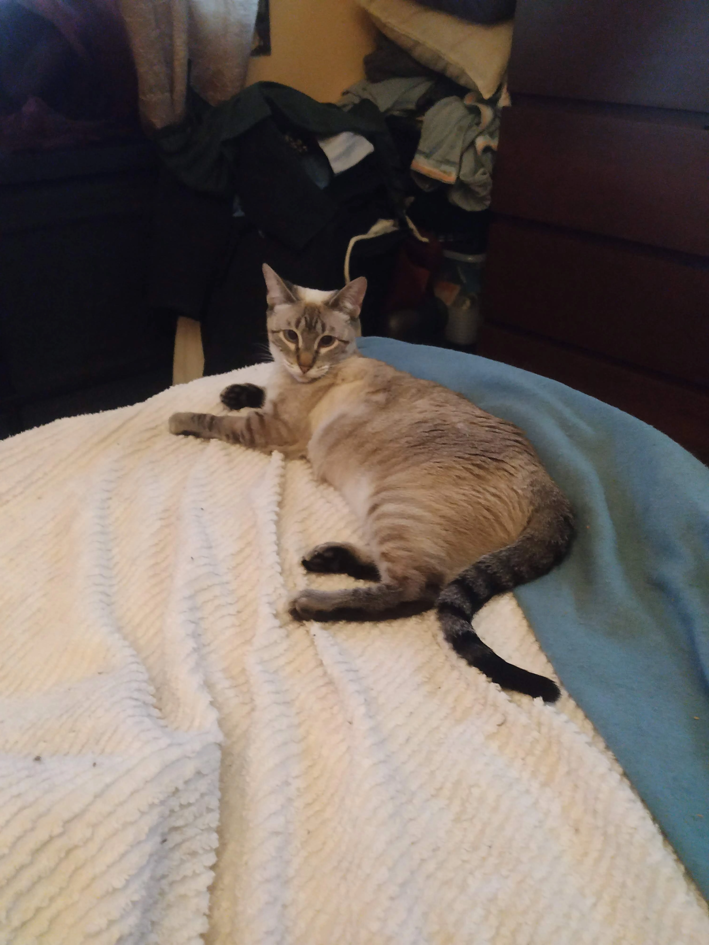 Lucy - Avenida 1.º De Maio, Amora