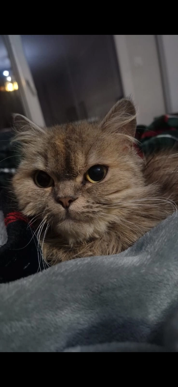 Bella - 54 Rue de Kerguillette, Lorient