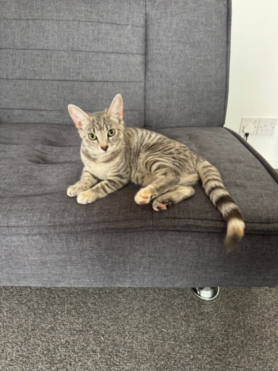 Nala - Stratfield Road, Borehamwood