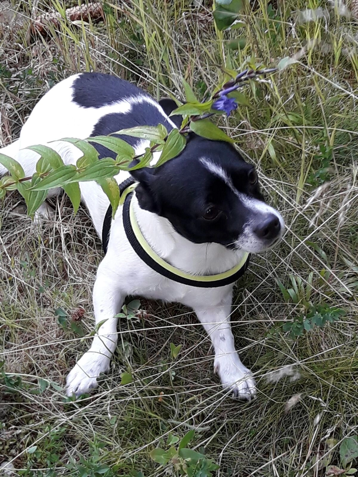 Norman - Pack 94, Hirschegg-Pack