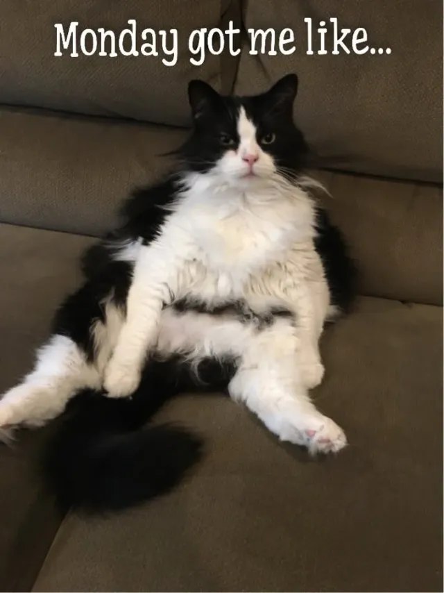 Peppermint - Lynwood Dr, Concord