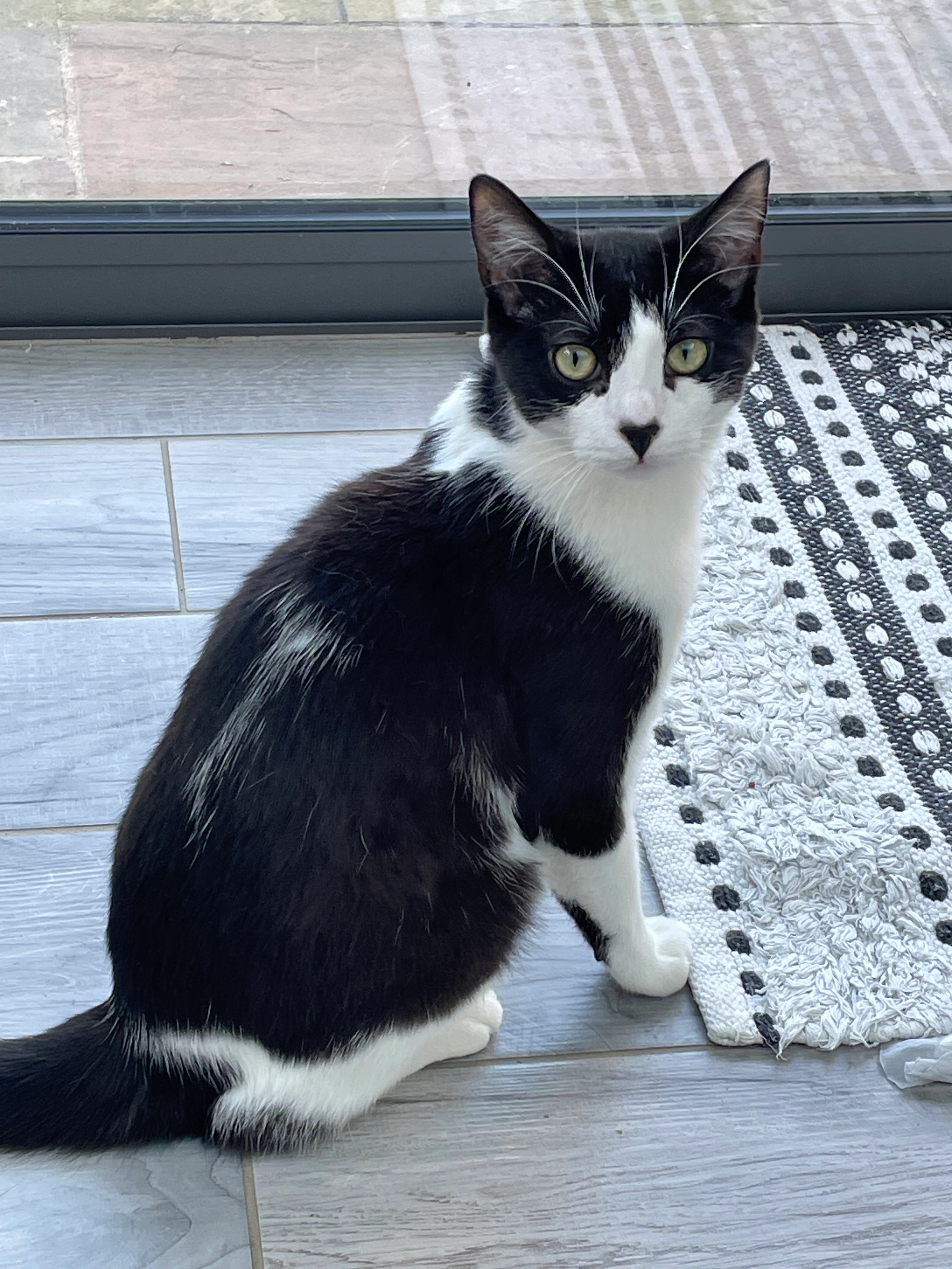 Ulysse  - Rue Du Calvaire, Saint-Pierre-Église