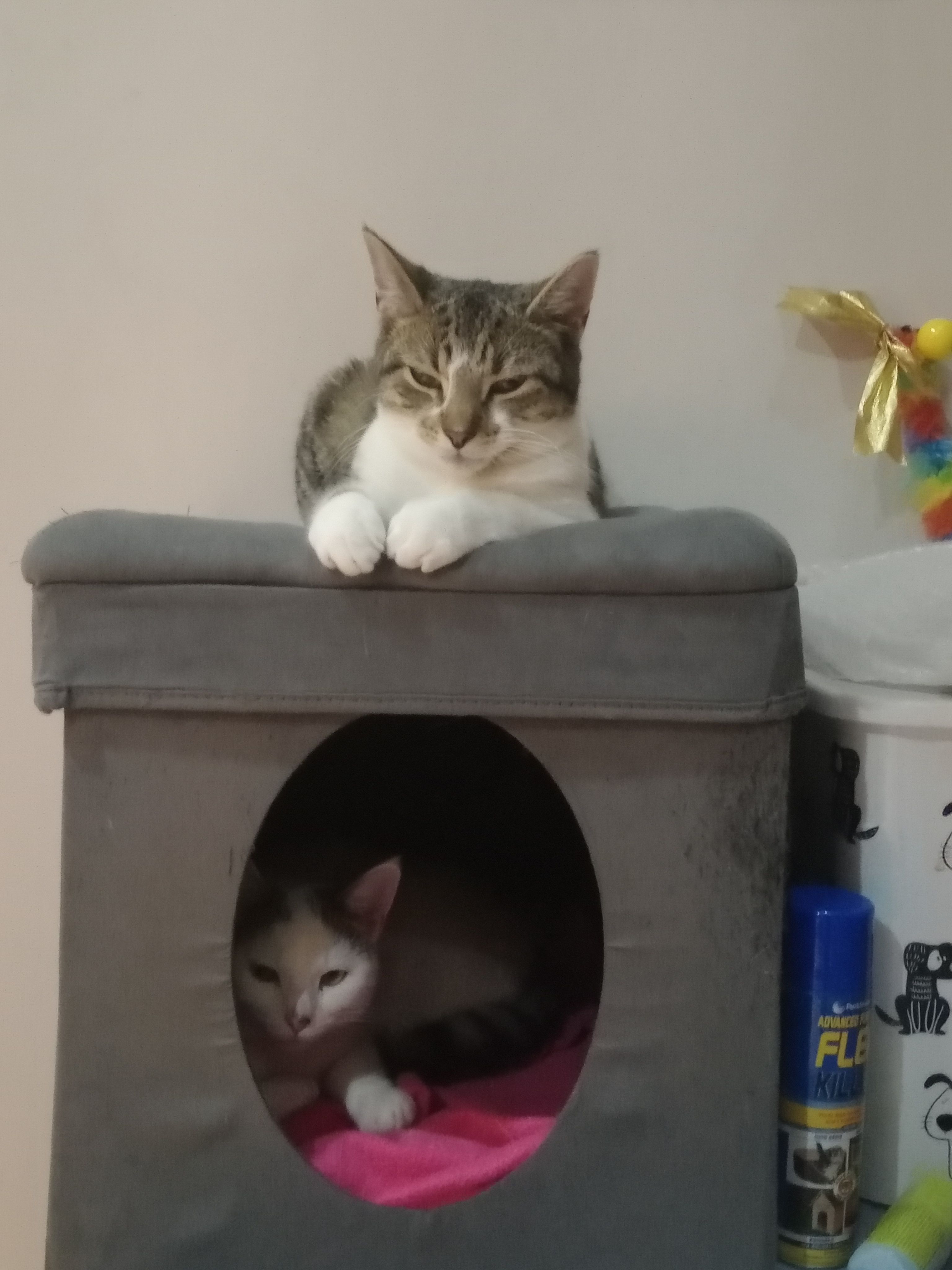 Tina - Crestwood Park, Ashbourne