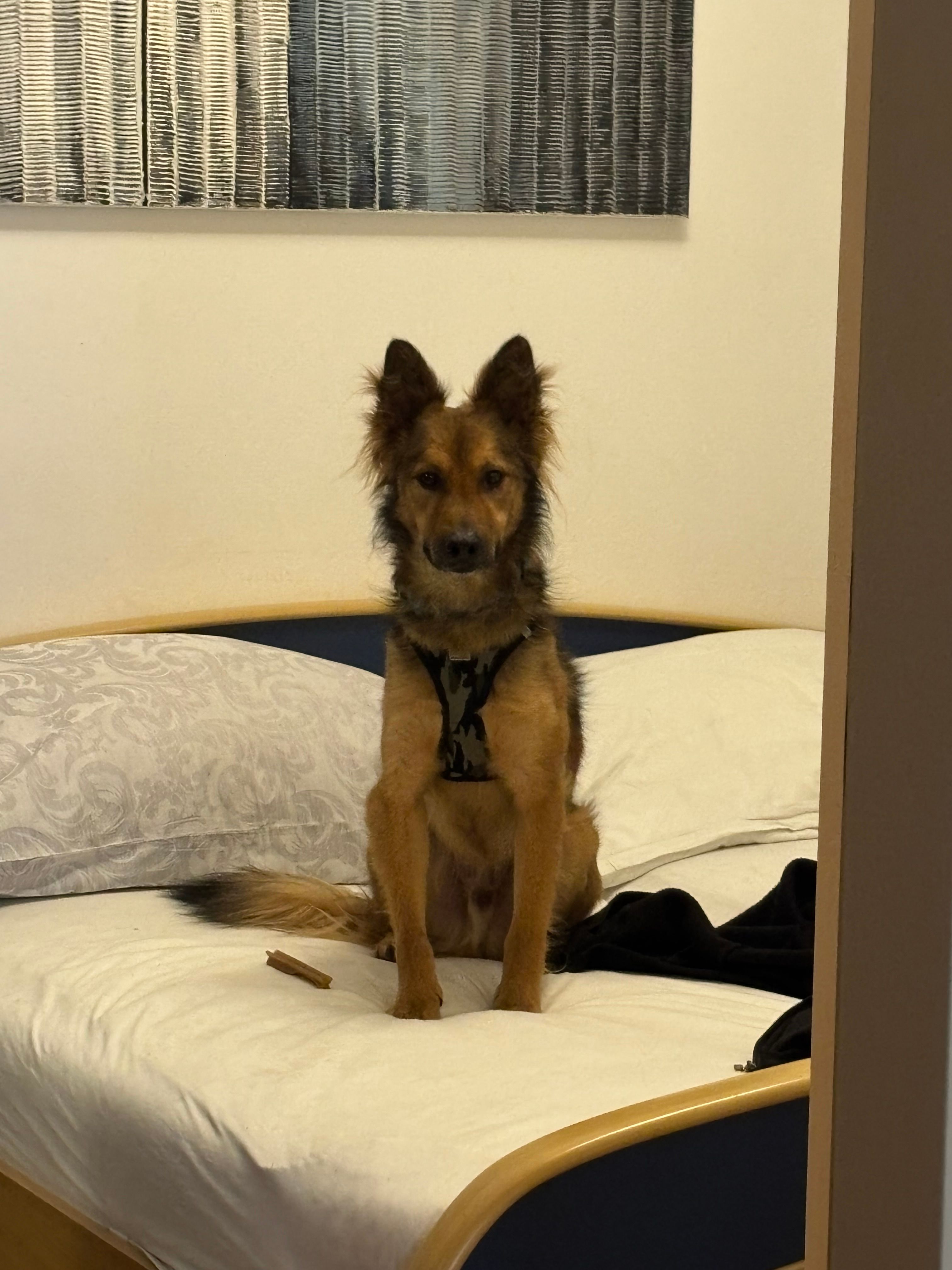 Zofre - Albert-Schweitzer-Straße 50, Auerbach/Vogtland