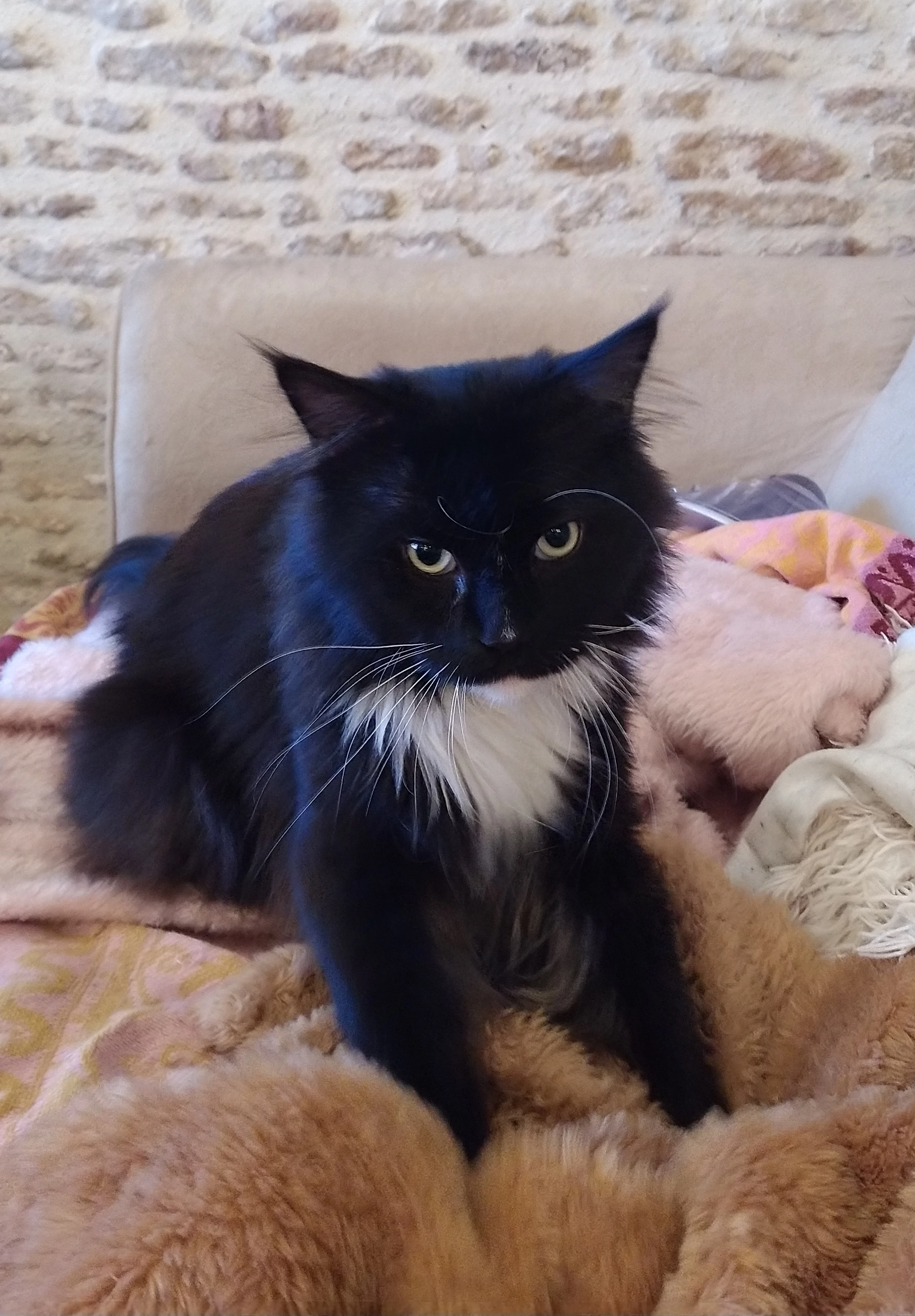 Mimi  - 8 Rue de Verdun, Lion-sur-Mer