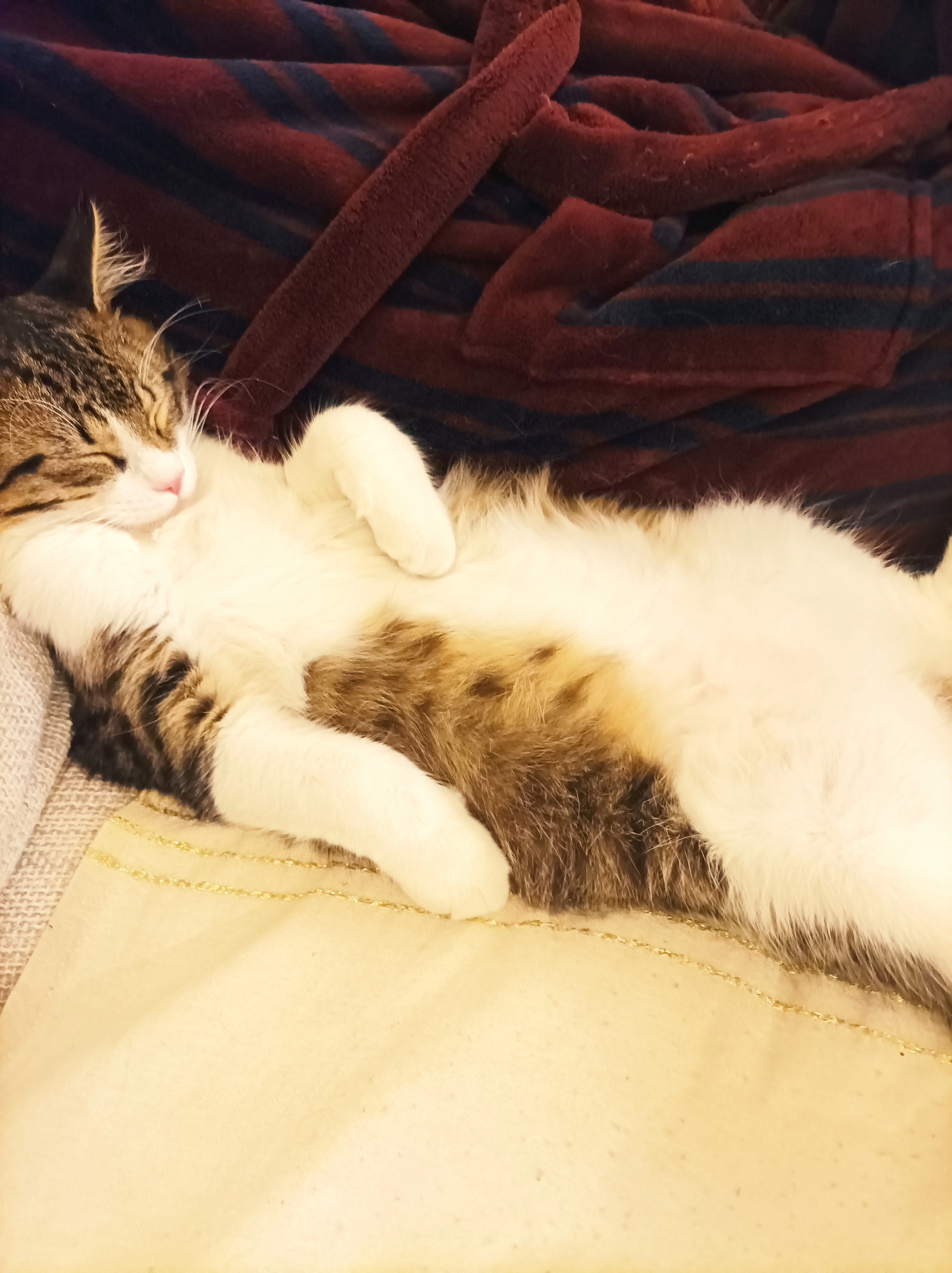 Kali - Rue de l'Adjudant-Chef Champion, Salon-de-Provence