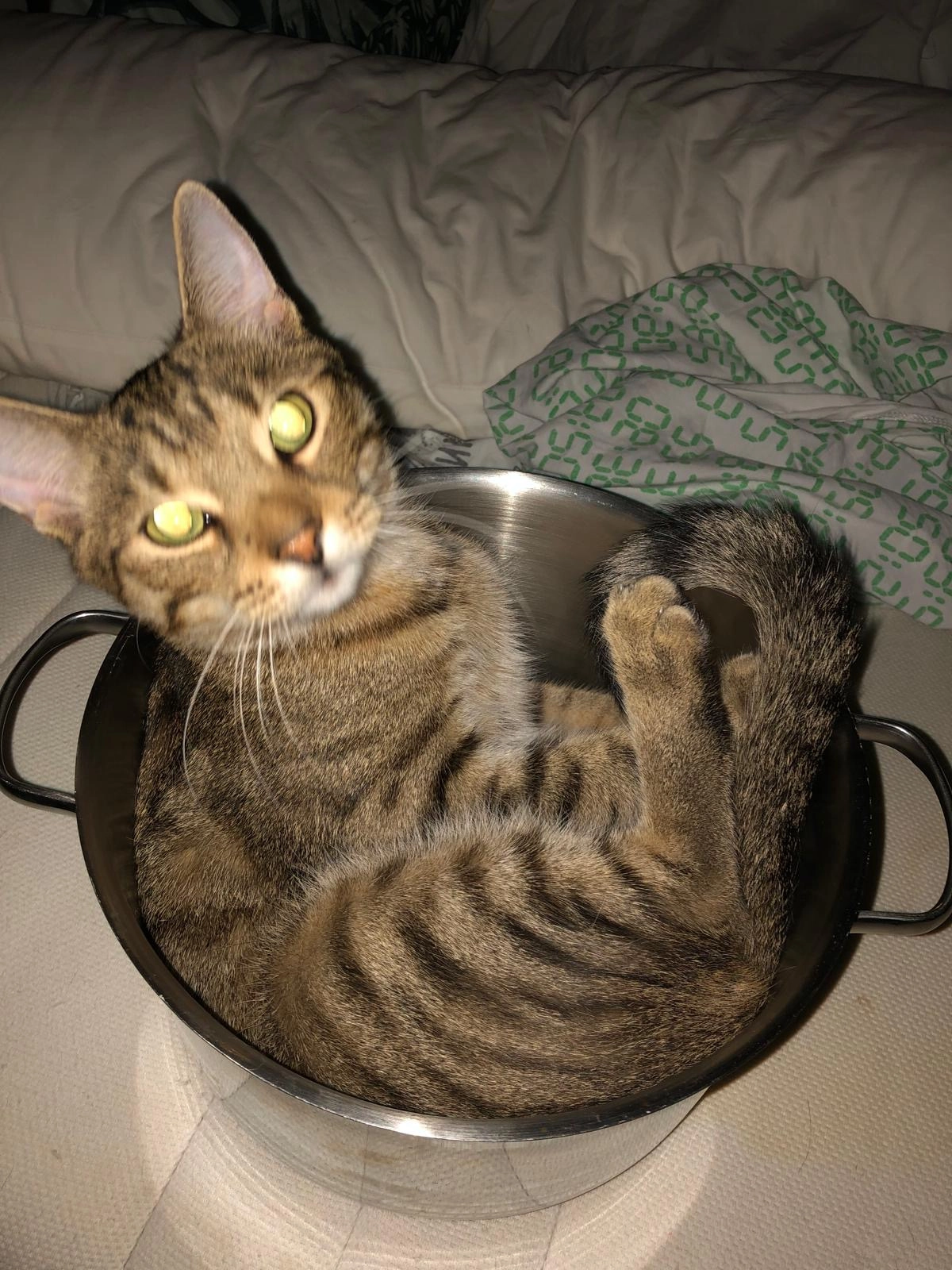 Seppl - Semperstraße, Dresden