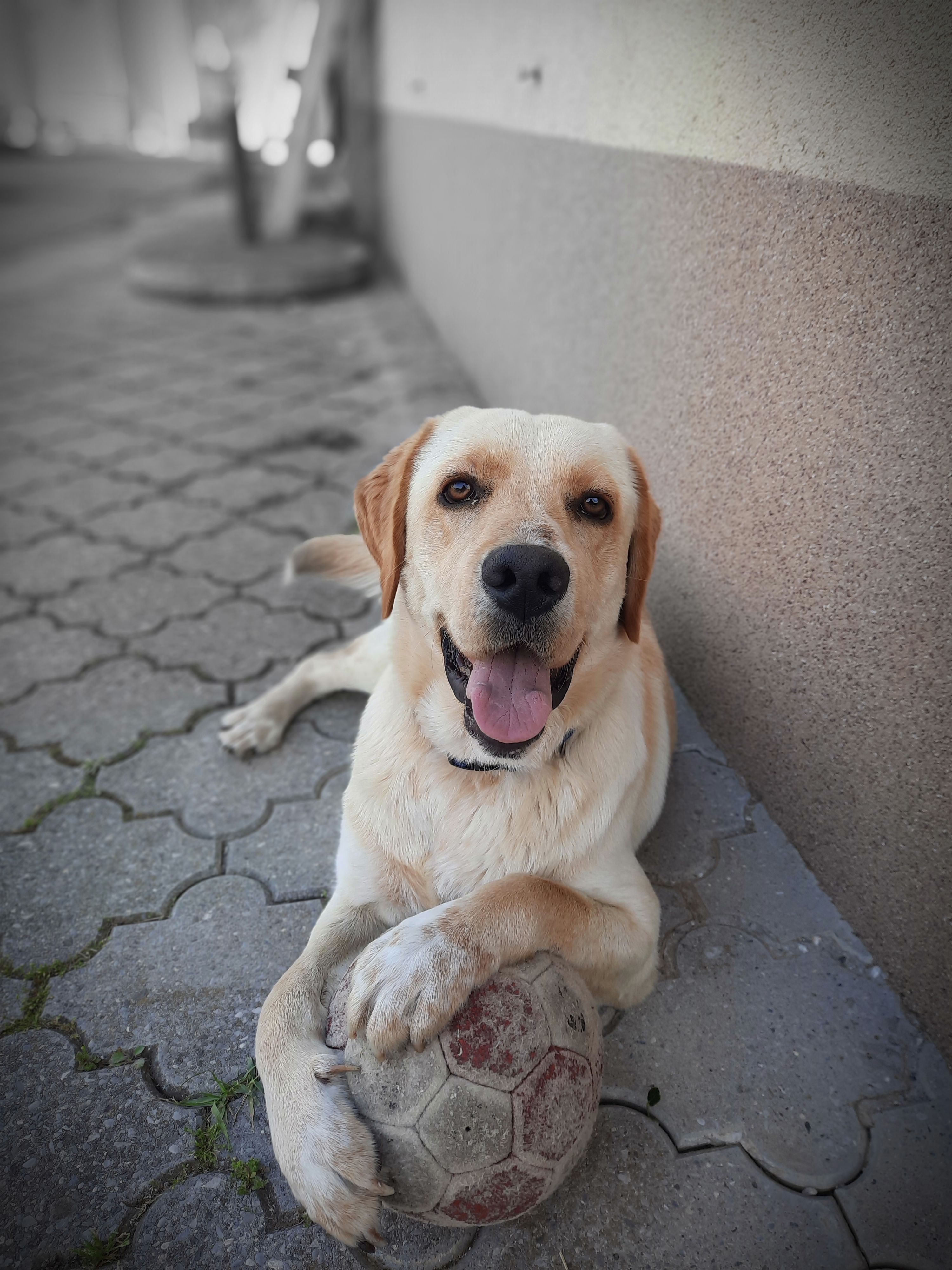 Pasha - 81109, Podgorica