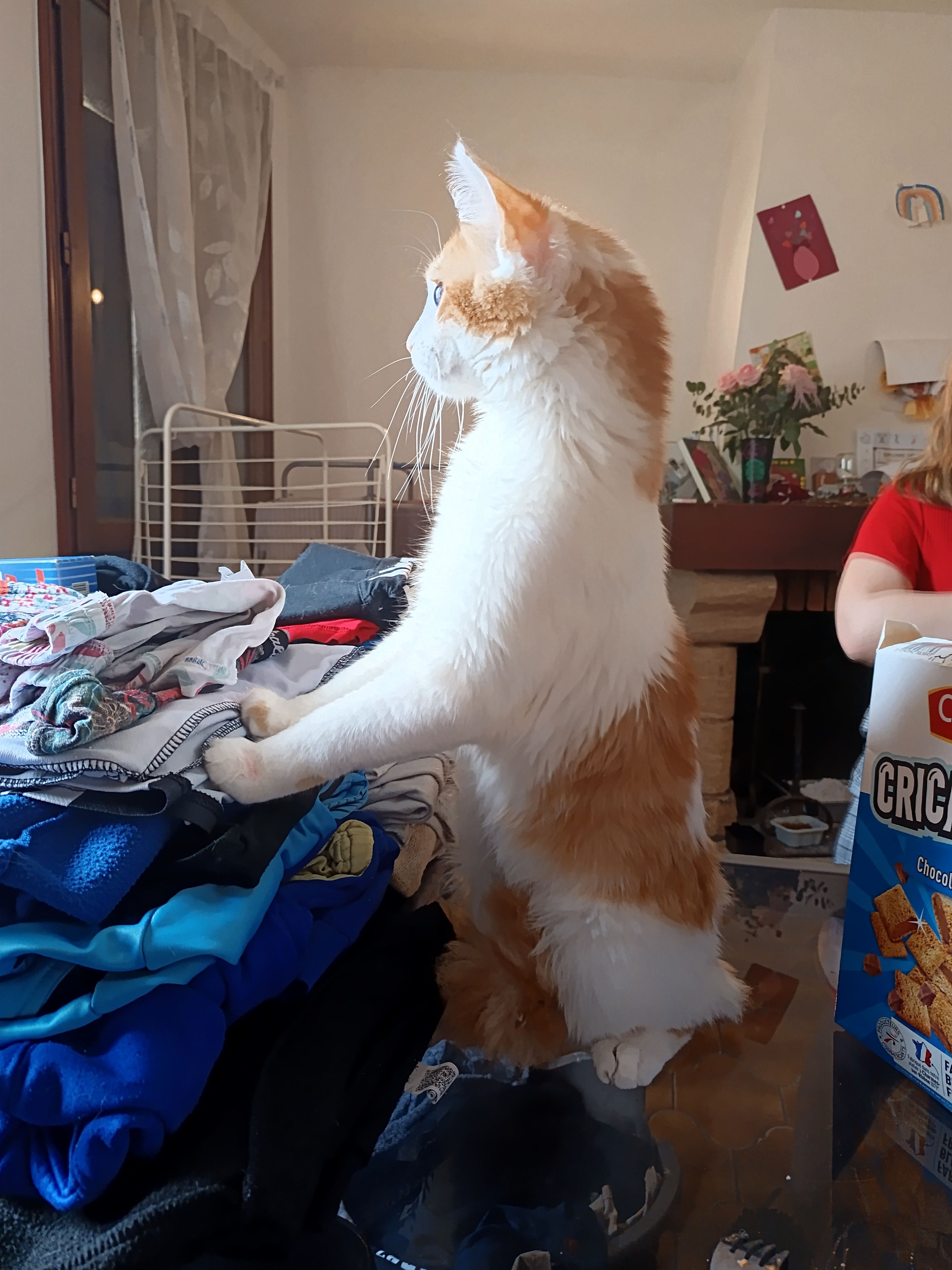 Simba - Place De La Liberté, Moissac