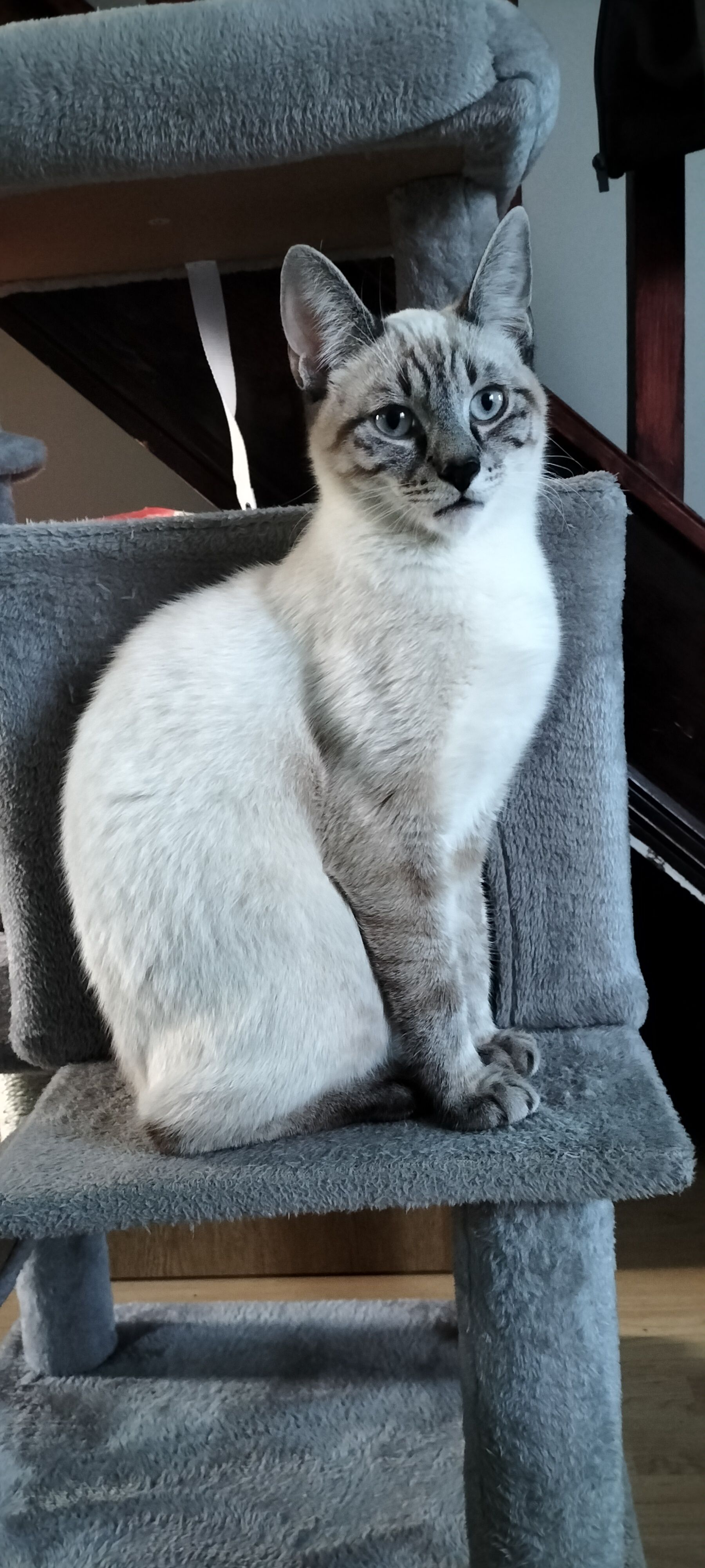 Bekin - Gainsborough Road, Ringwood