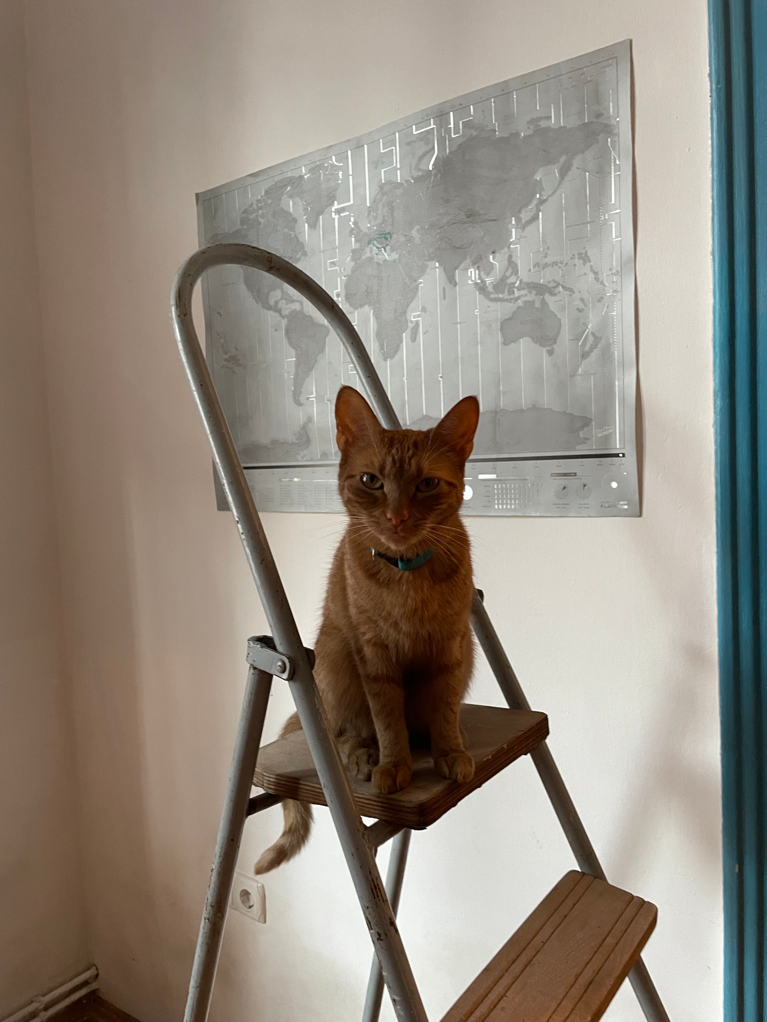 Kala - Strada Mitropolit Andrei Șaguna, Cluj-Napoca