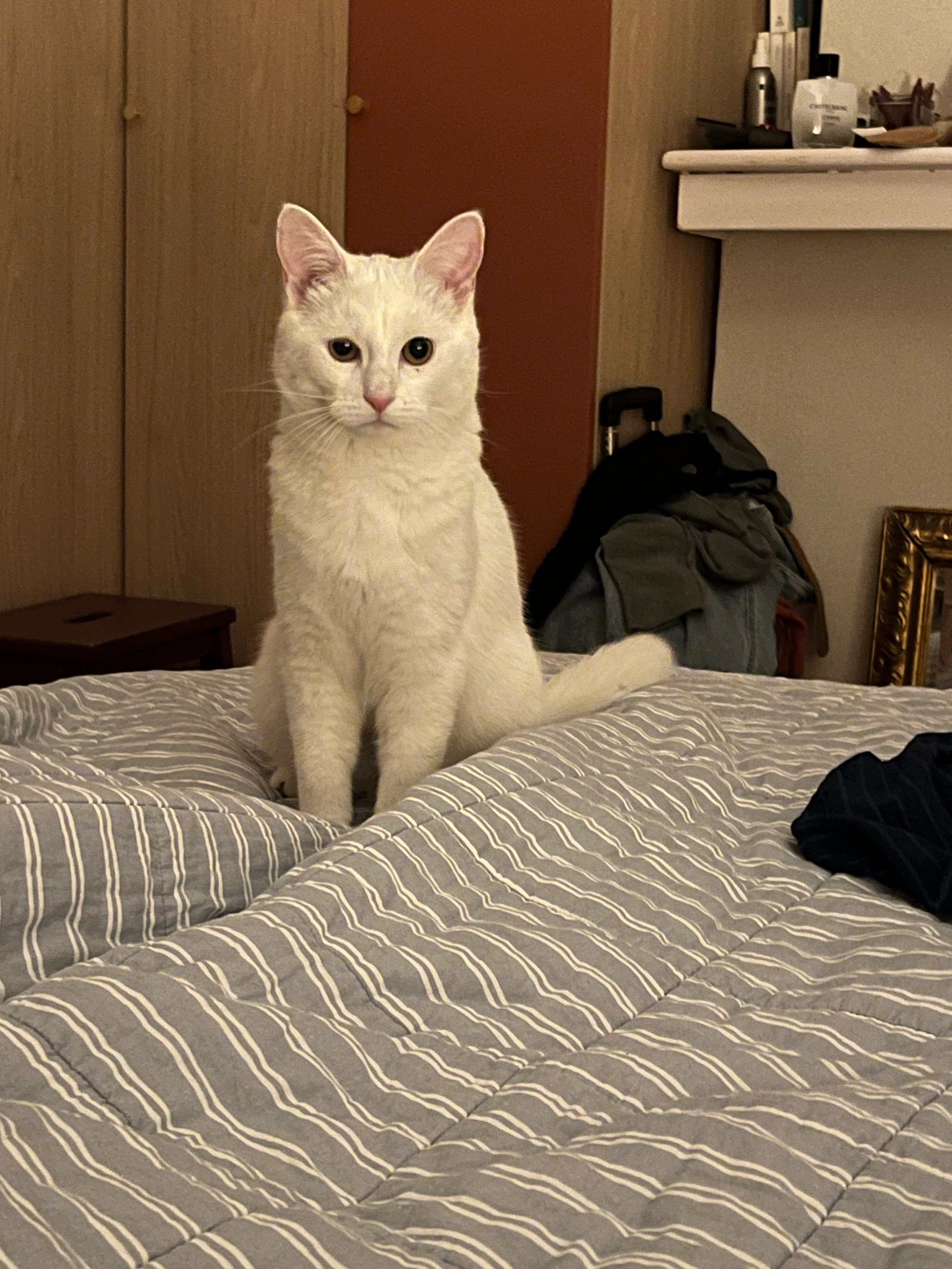 Bulle  - 59 Rue de Lambres, Douai