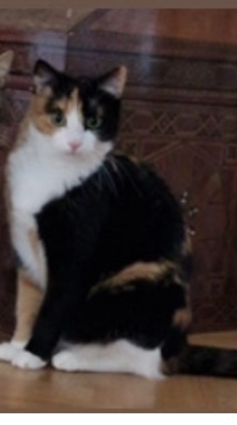 Lilly - Eduard-Pfeiffer-Straße, Stuttgart