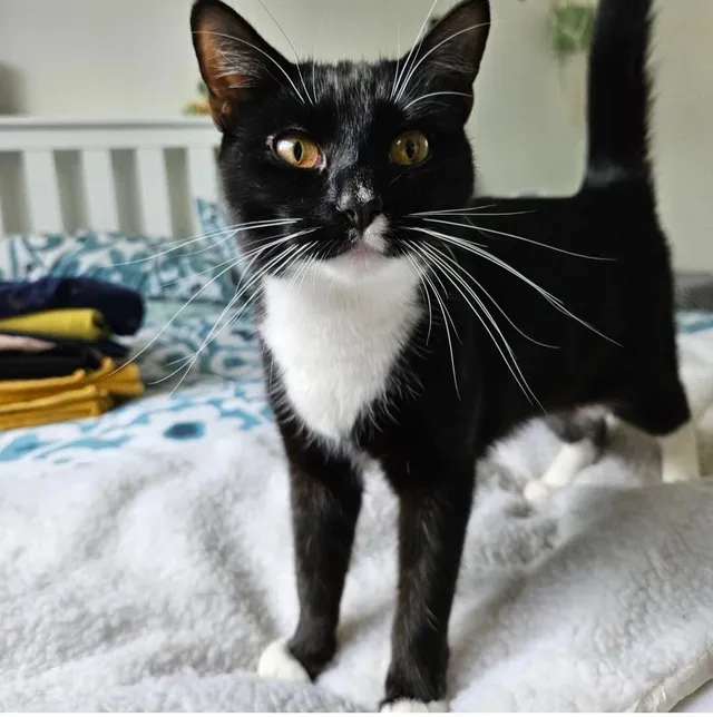 Phoebe - Manor Road, Twickenham