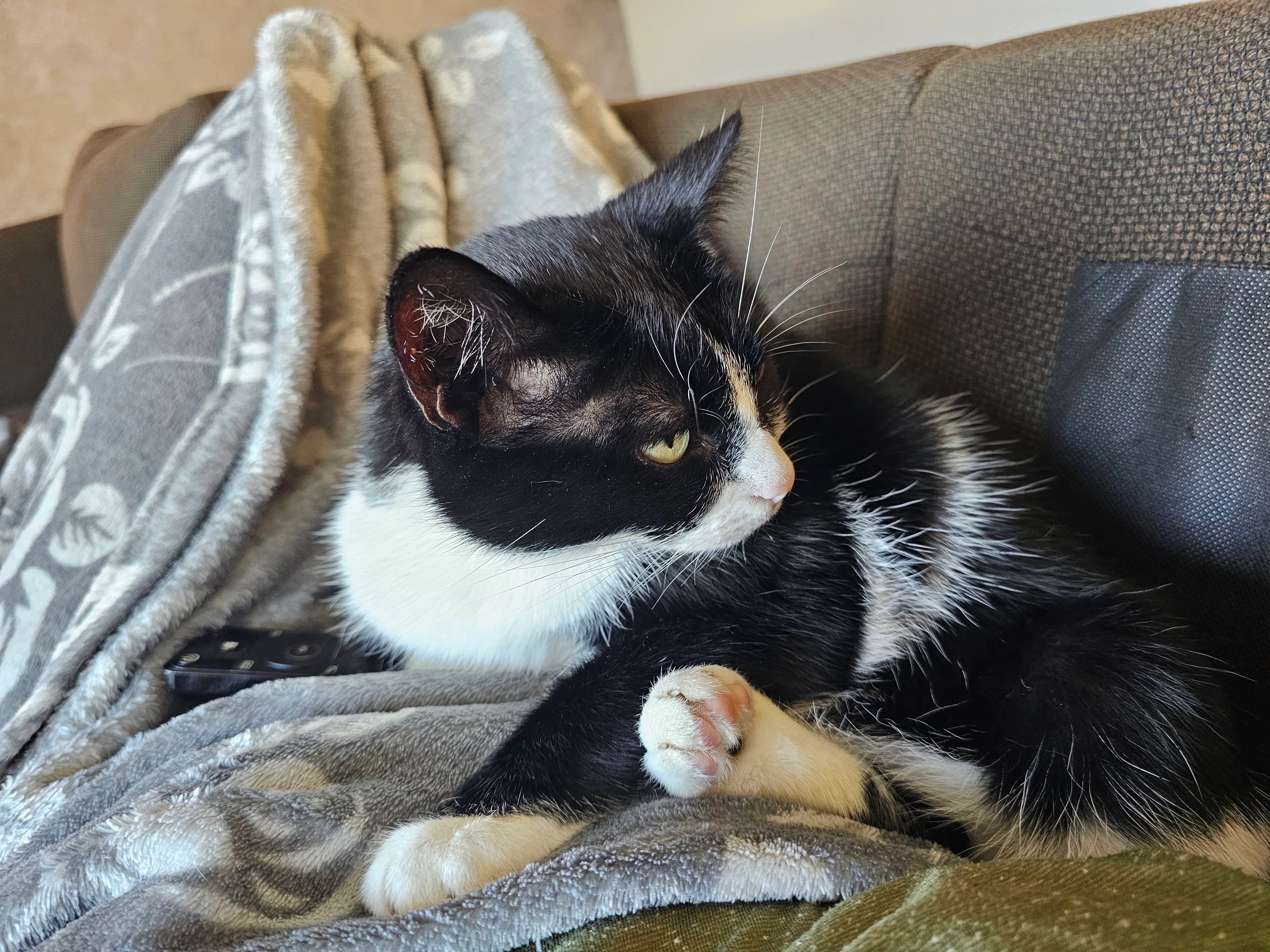 LattΓ© - Groeneweg 16, Aalst