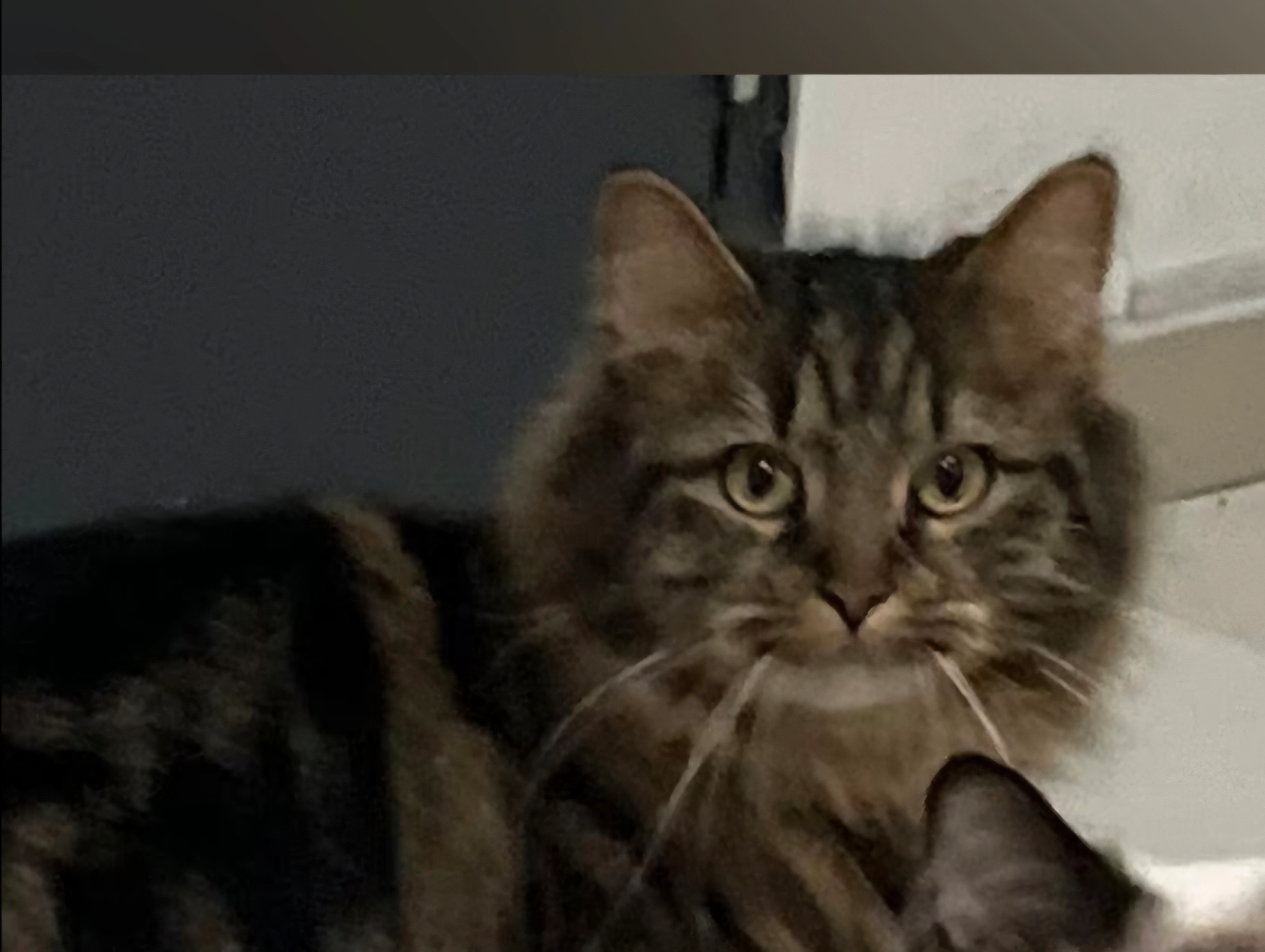 Chanel - Koning Albertstraat 20, Menen