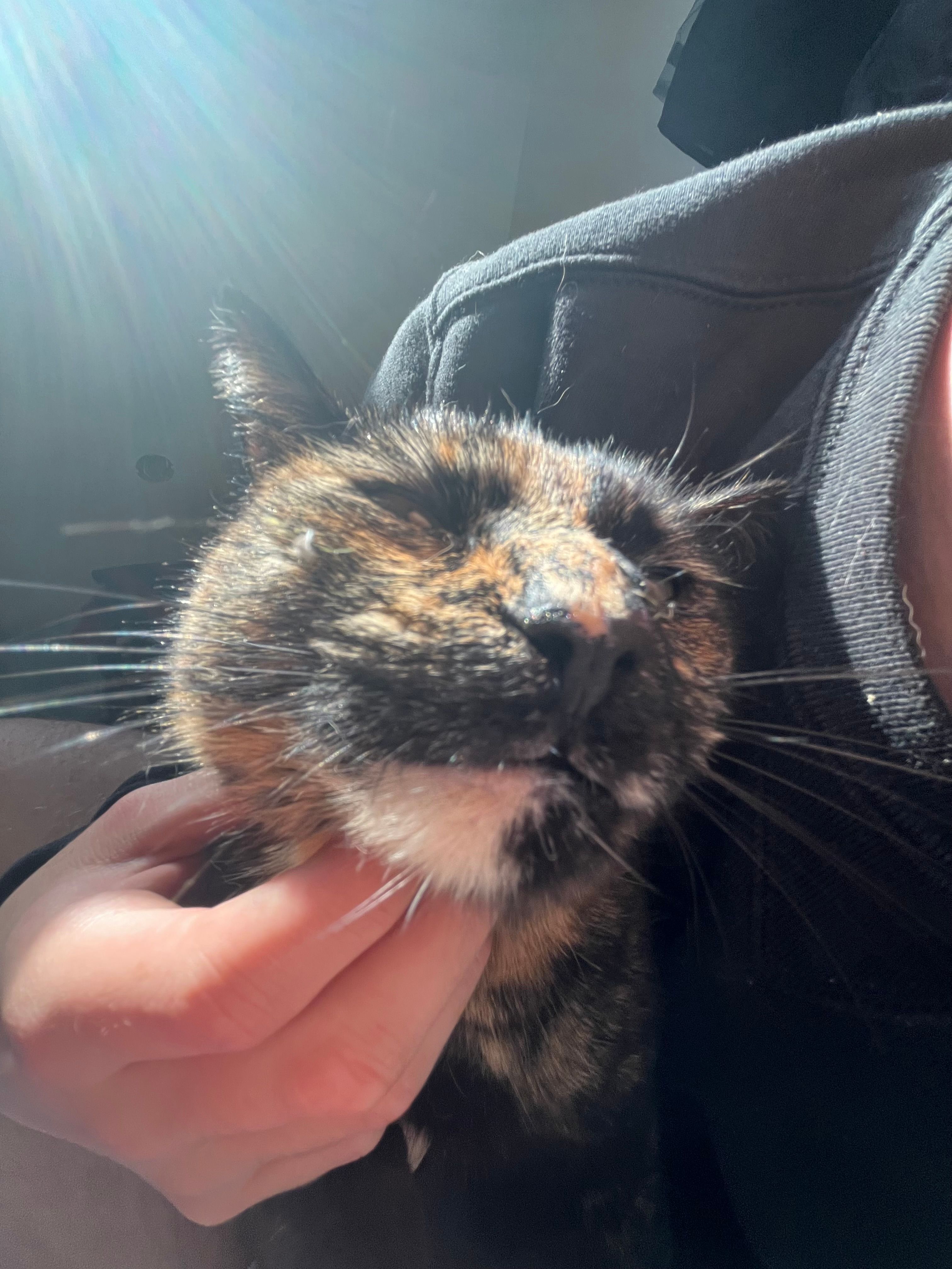 cahouette  - D 185b, Souleuvre en Bocage