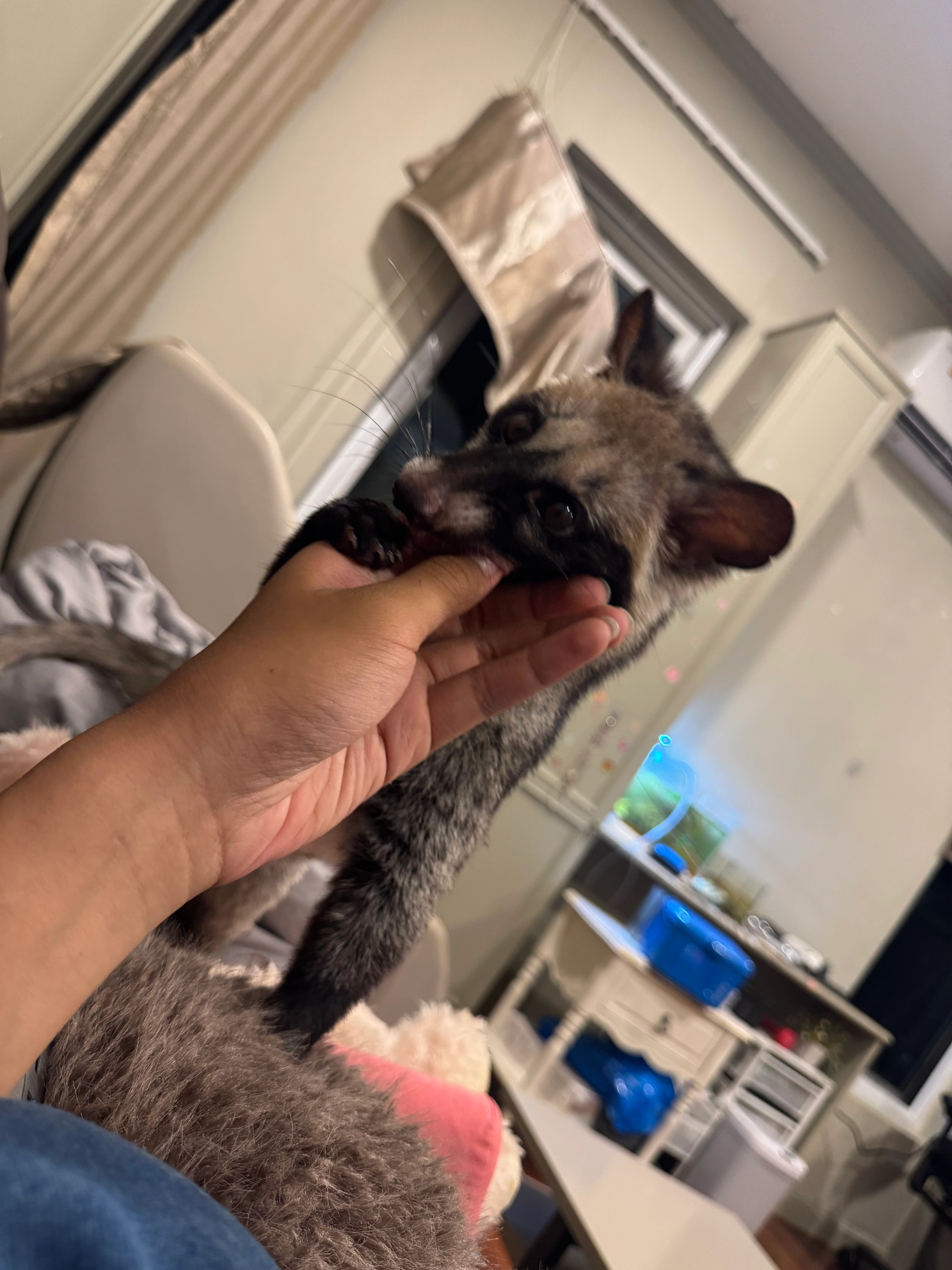 Wunwai - 12110, Thanyaburi