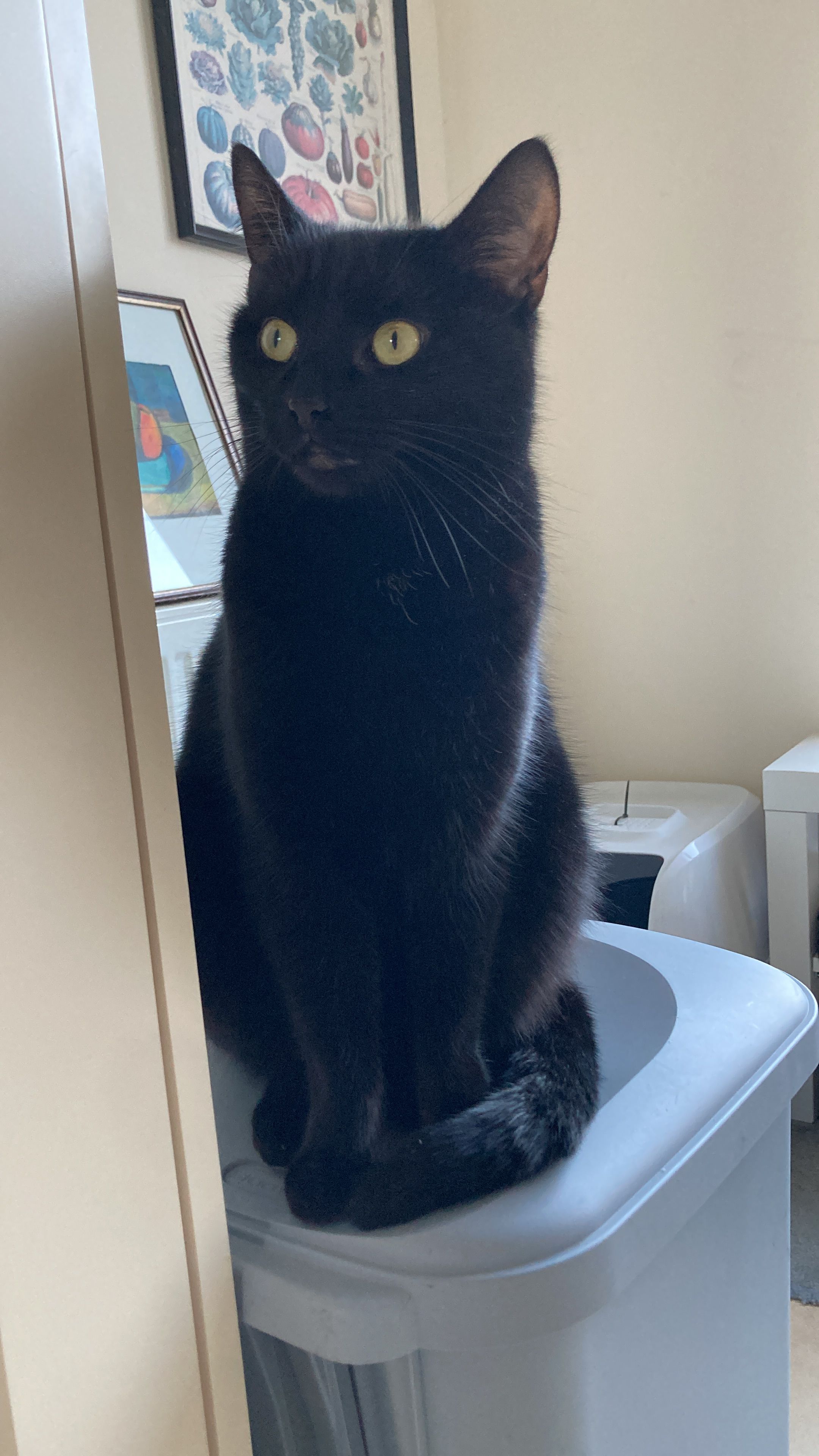 Cocoa - Leeside, York