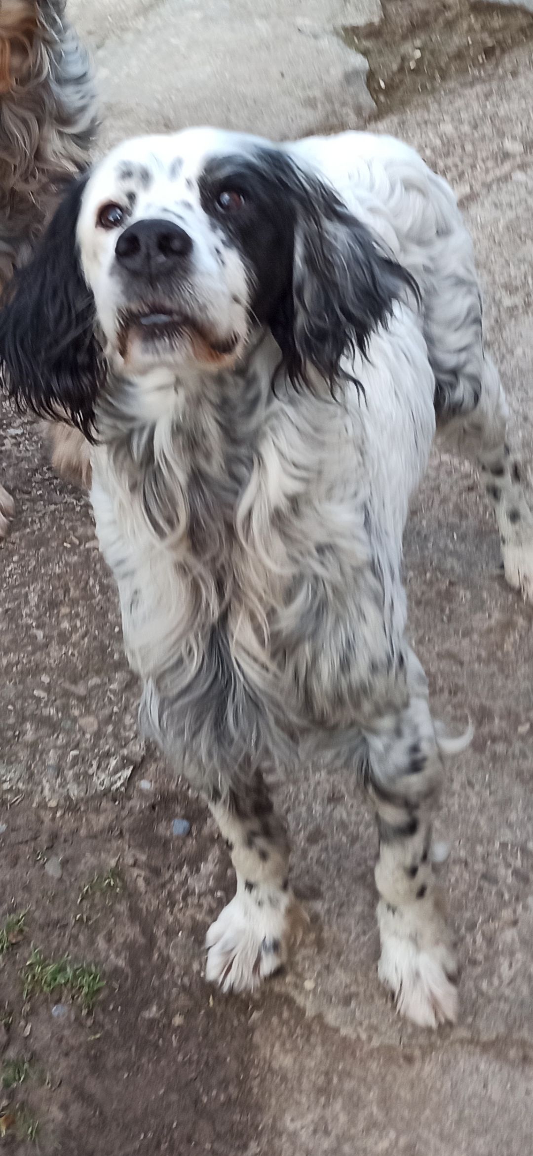 Shark  - Circunvalación Sur De Logroño, Viana