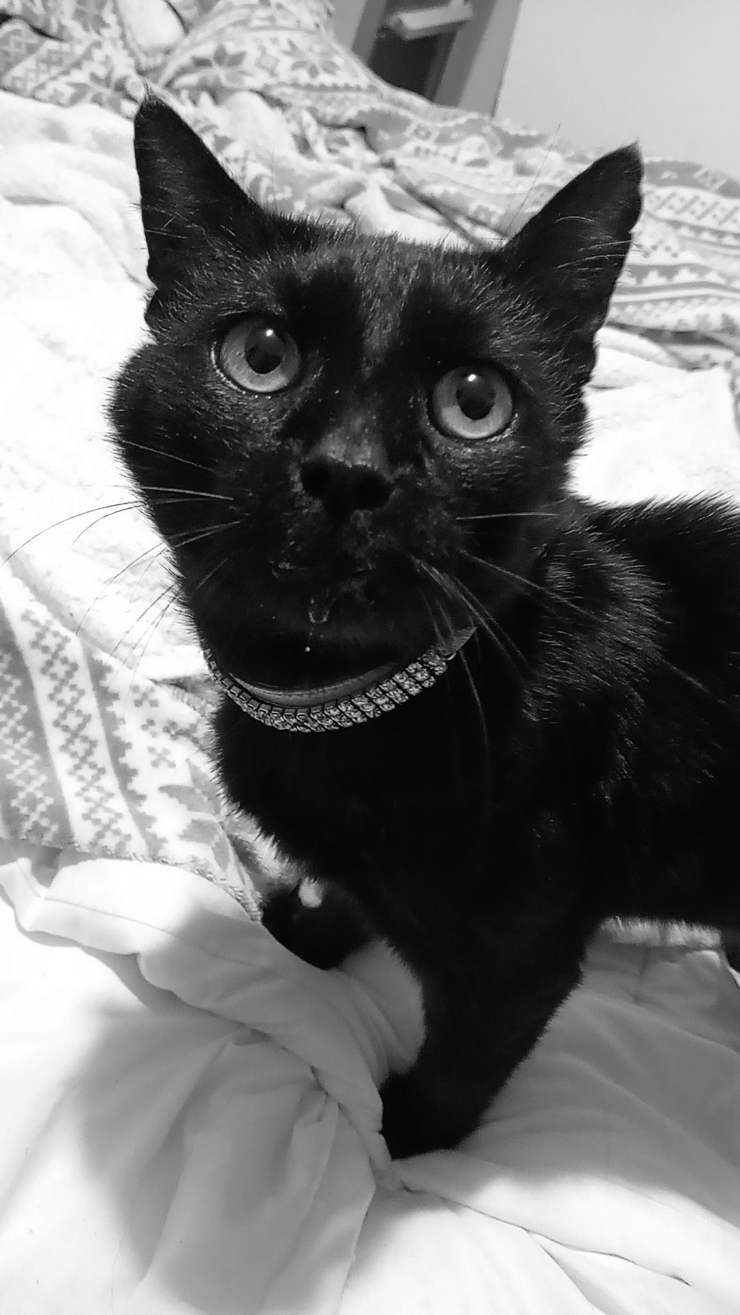 Raven - Carding Drive, Darlington