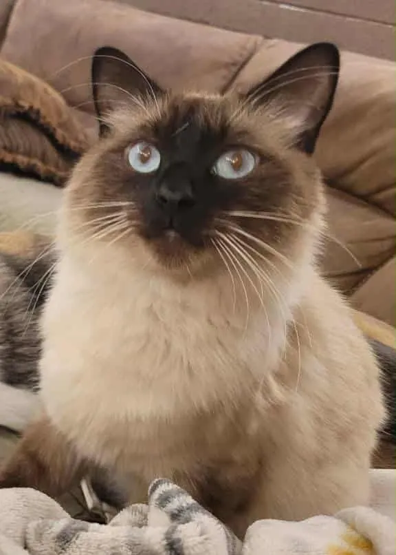 Tyrion or Teton Cat - 1943 W Mistletoe Cir, Tucson